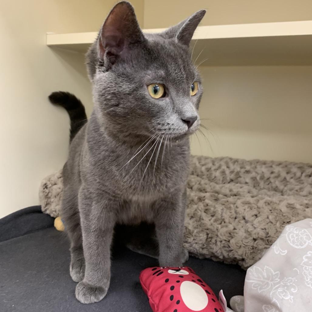 Stewart — thumbnail 3