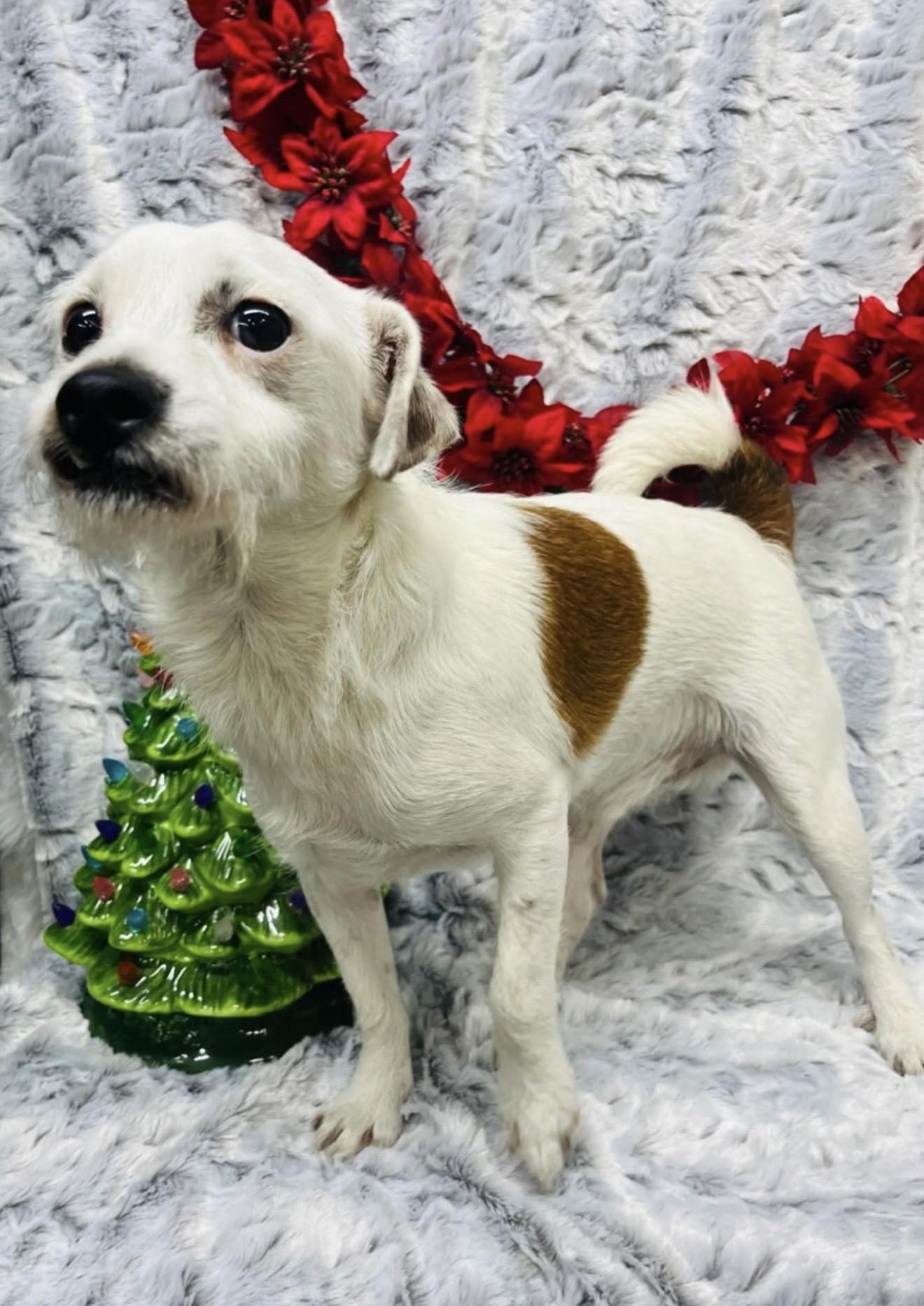 Enlarge Opie, a Adoptable mixed breed in Hartford, CT image 1/4