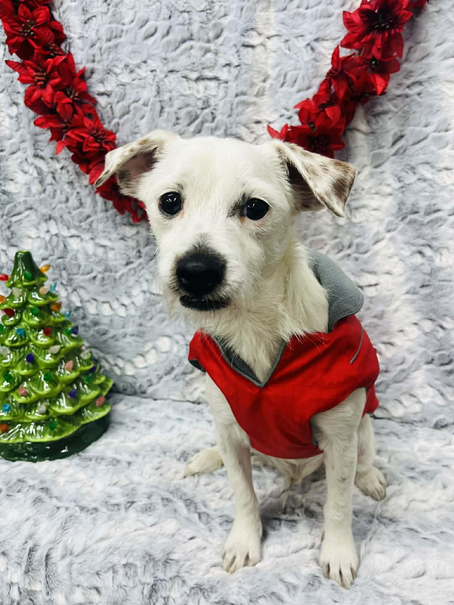 Enlarge Opie, a Adoptable mixed breed in Hartford, CT image 2/4