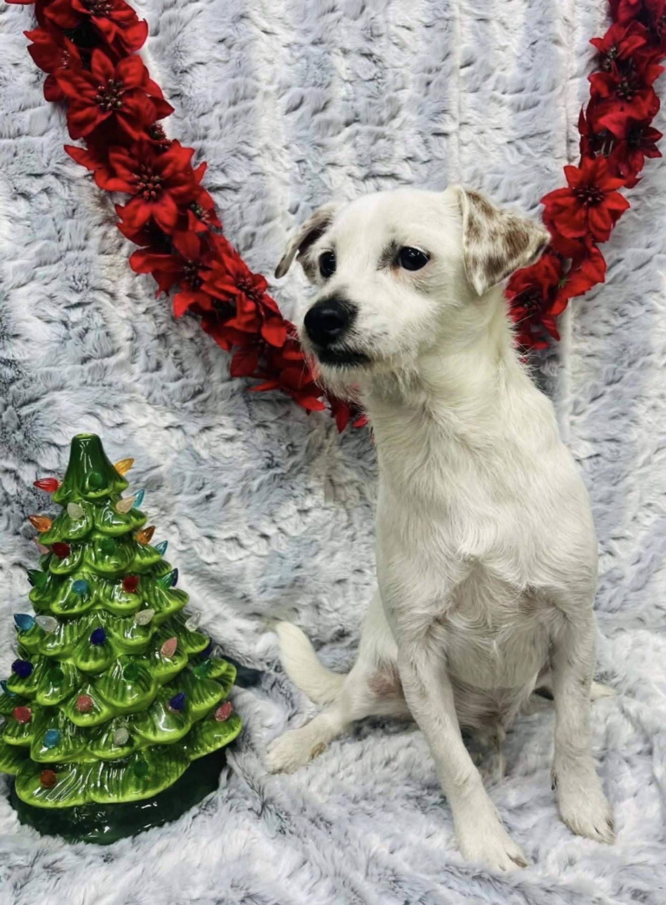 Enlarge Opie, a Adoptable mixed breed in Hartford, CT image 3/4