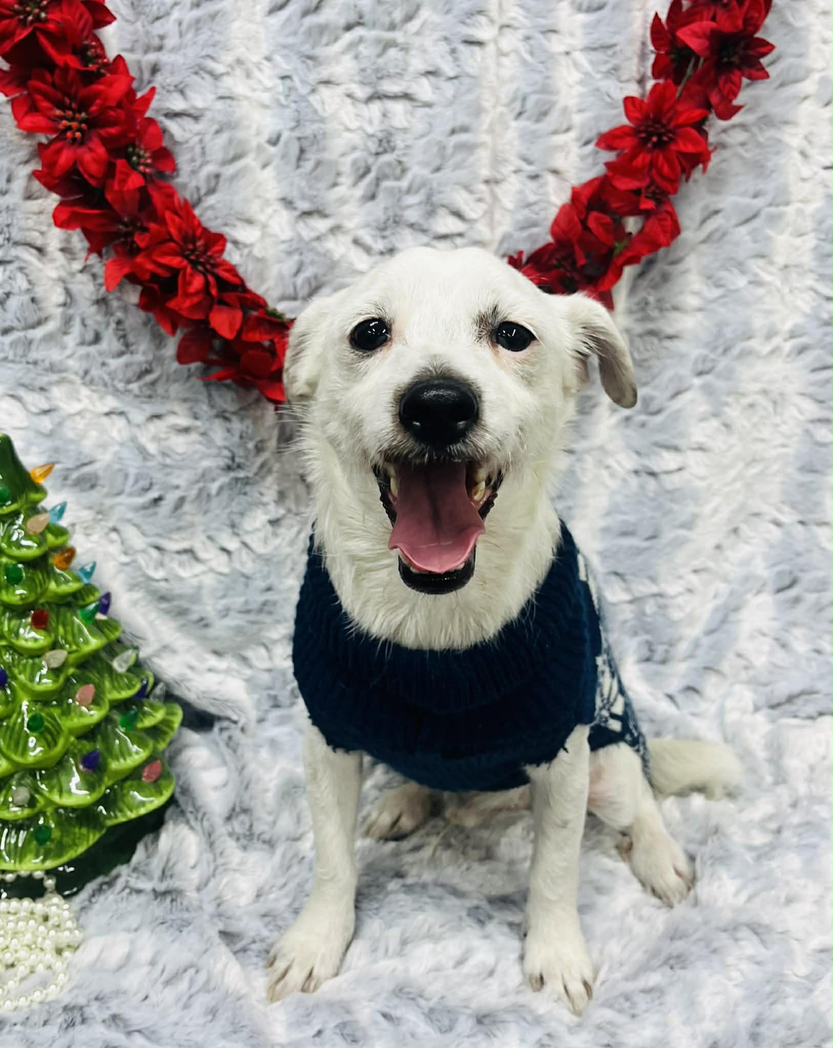 Enlarge Opie, a Adoptable mixed breed in Hartford, CT image 4/4