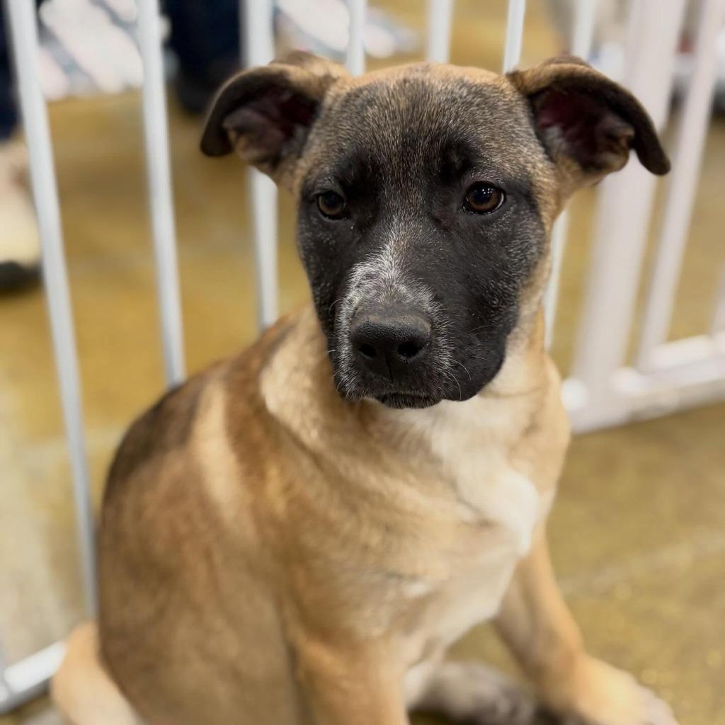 Enlarge Lacey, a Adoptable mixed breed in sun prairie, WI image 1/3