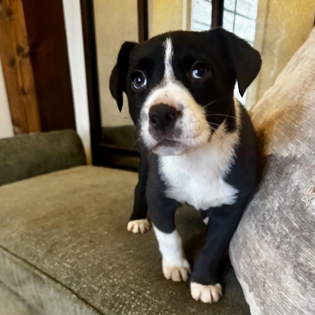 Leo, Adoptable, Puppy Male Mixed Breed.