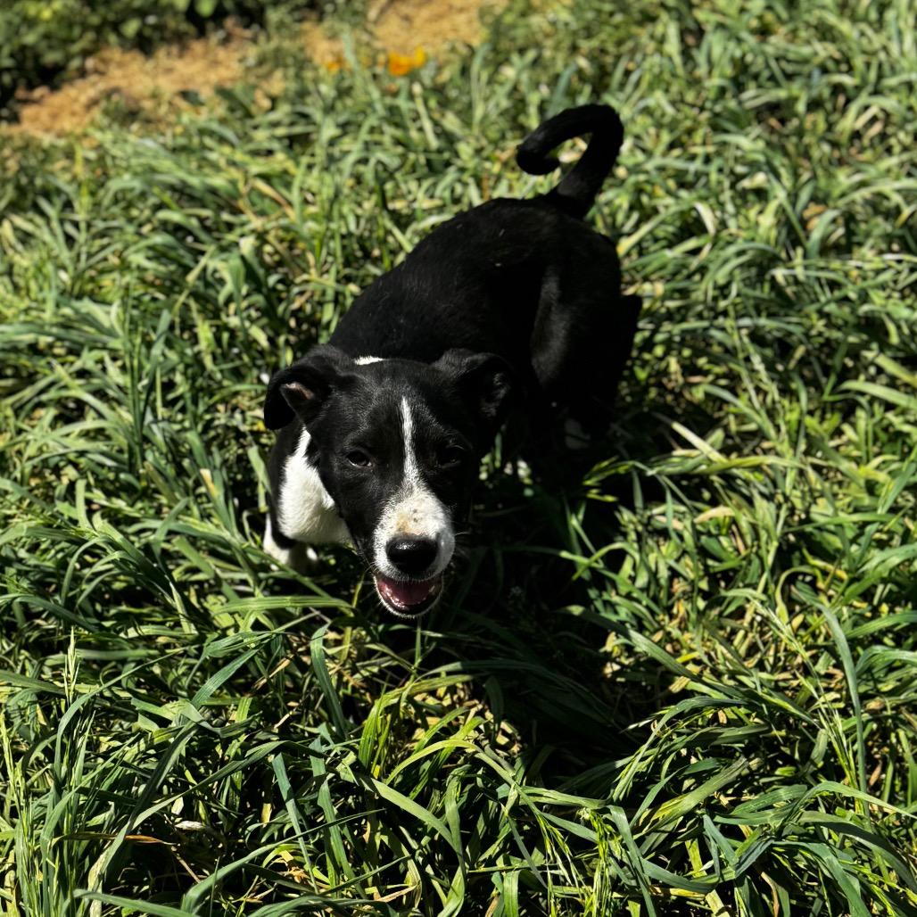 Enlarge Leo, a Adoptable Mixed Breed in Huntsville, AL image 2/2