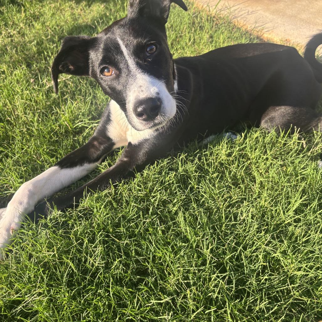 Enlarge Leo, a Adoptable Mixed Breed in Huntsville, AL image 3/3