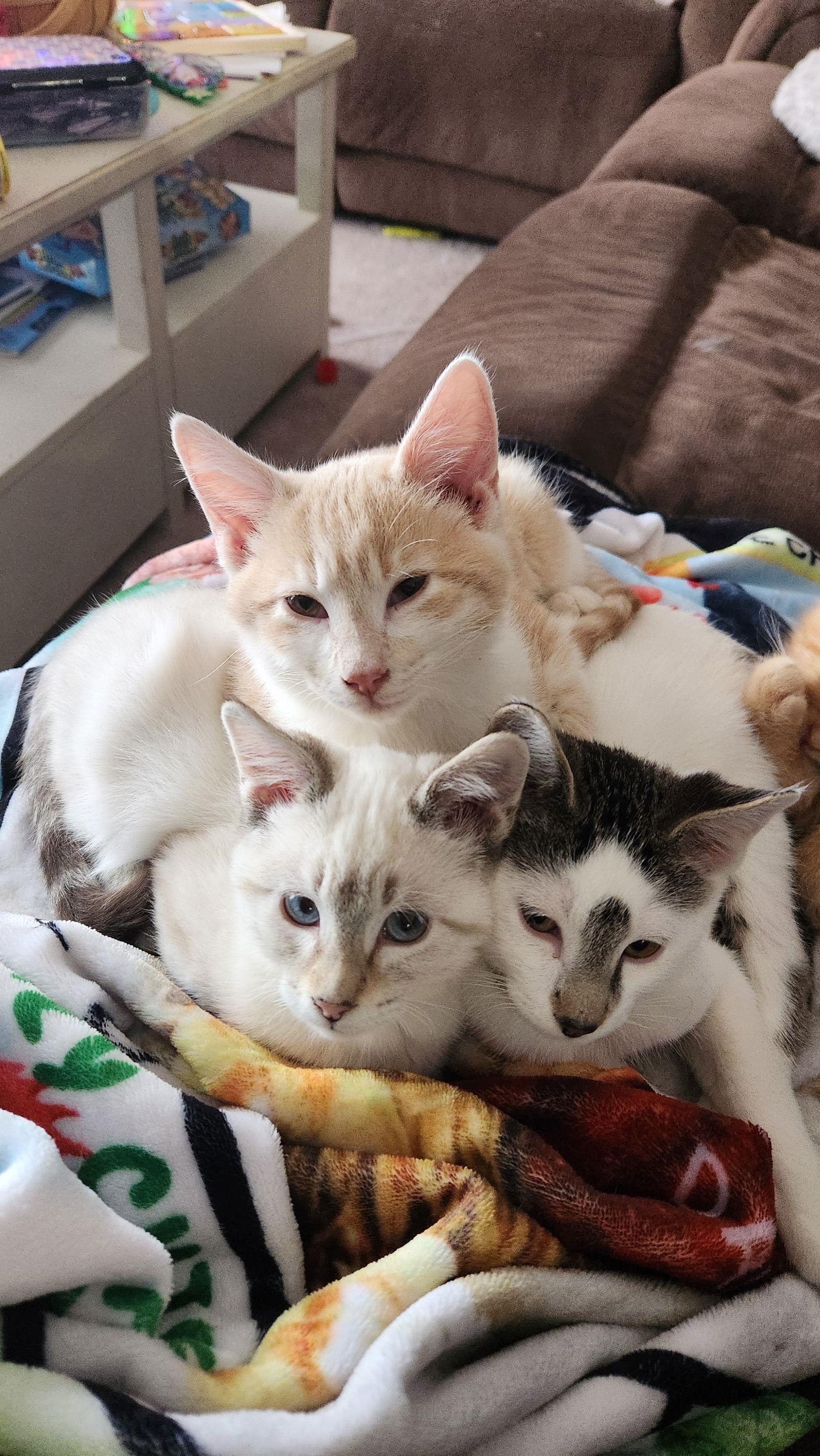 Mustard C4764, Adopted, Young Female Domestic Short Hair.