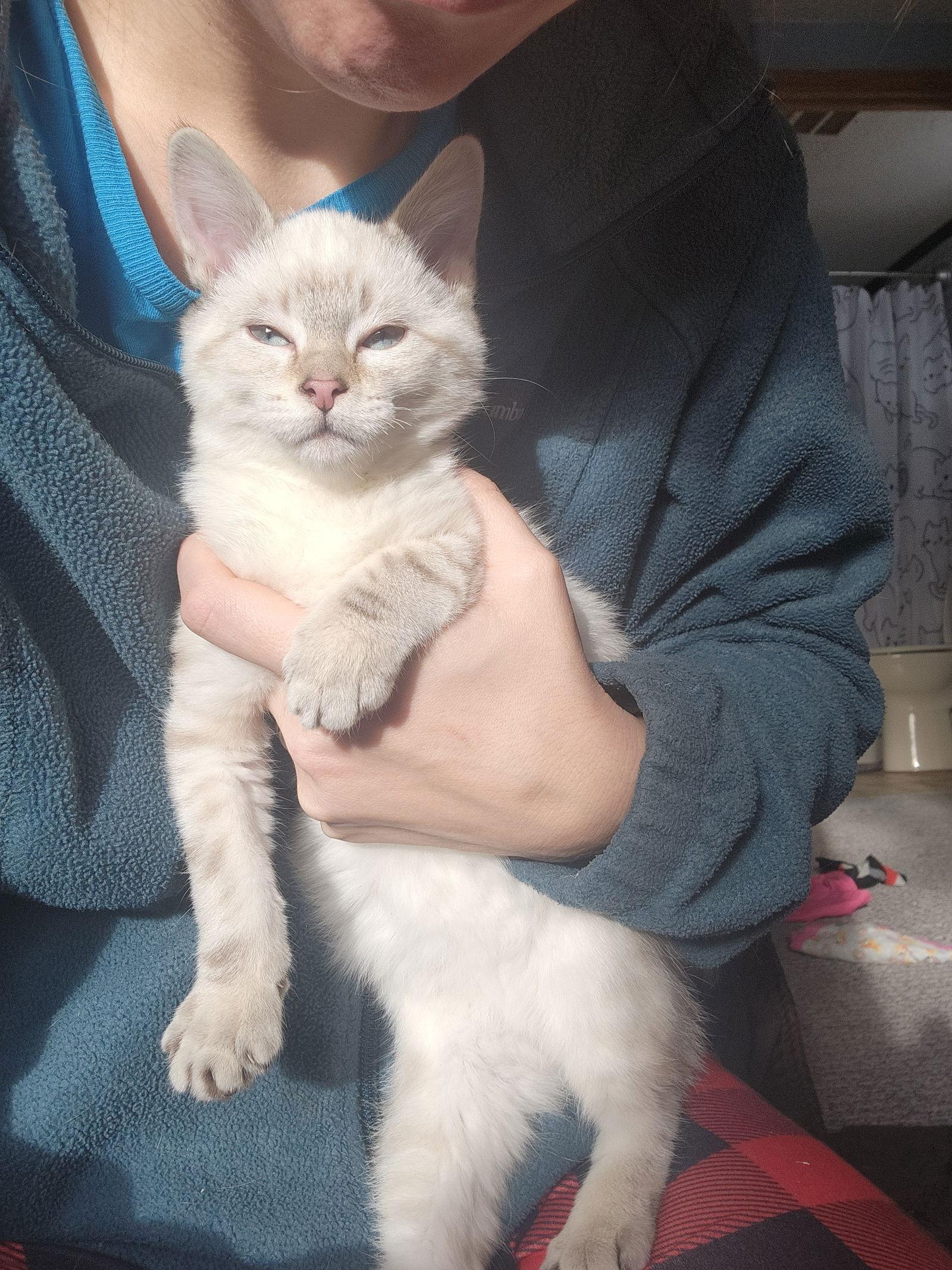 Enlarge Mustard C4764, a Adopted Domestic Short Hair in minneapolis, MN image 2/3