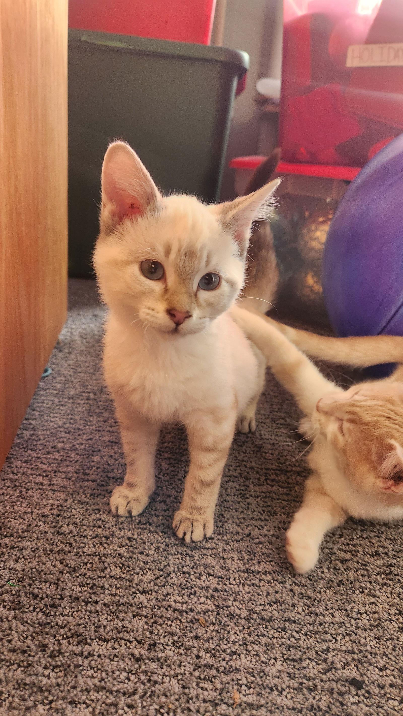 Enlarge Mustard C4764, a Adopted Domestic Short Hair in minneapolis, MN image 3/3