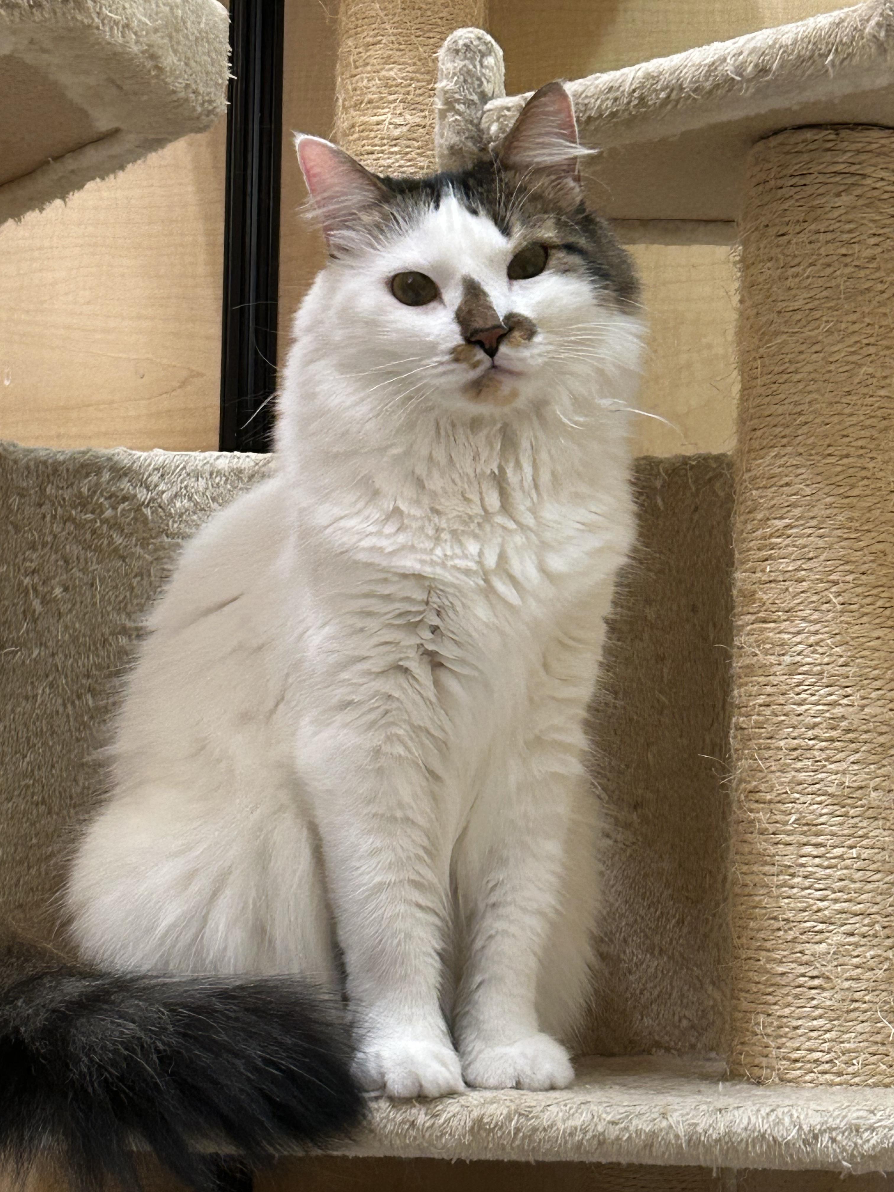 Enlarge Mila & Lia - bonded sisters looking for their forever, a Adoptable Domestic Medium Hair in Austin, TX image 5/6