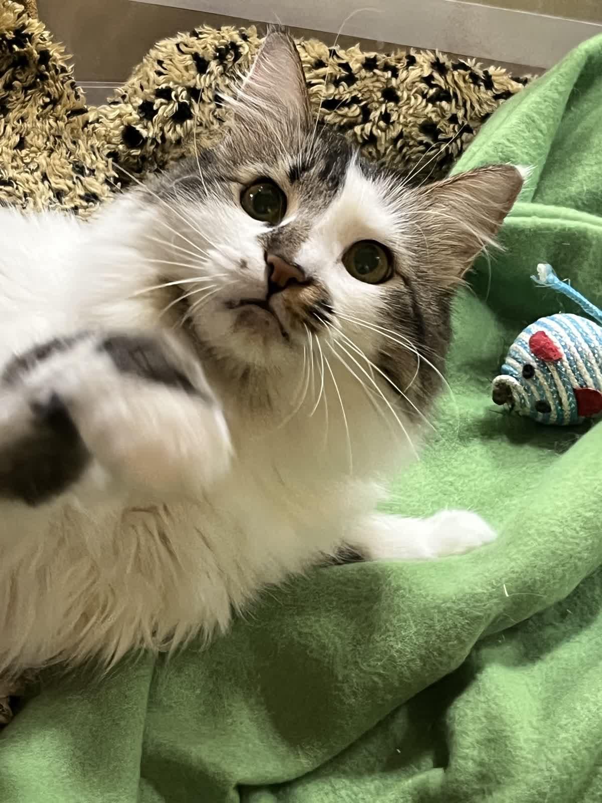 Enlarge Mila & Lia - bonded sisters looking for their forever, a Adoptable Domestic Medium Hair in Austin, TX image 3/6