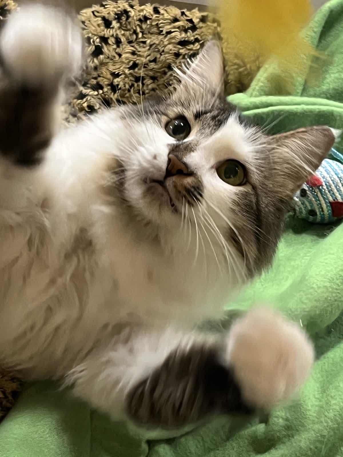 Mila & Lia - bonded sisters looking for their forever, Adoptable, Adult Female Domestic Medium Hair.