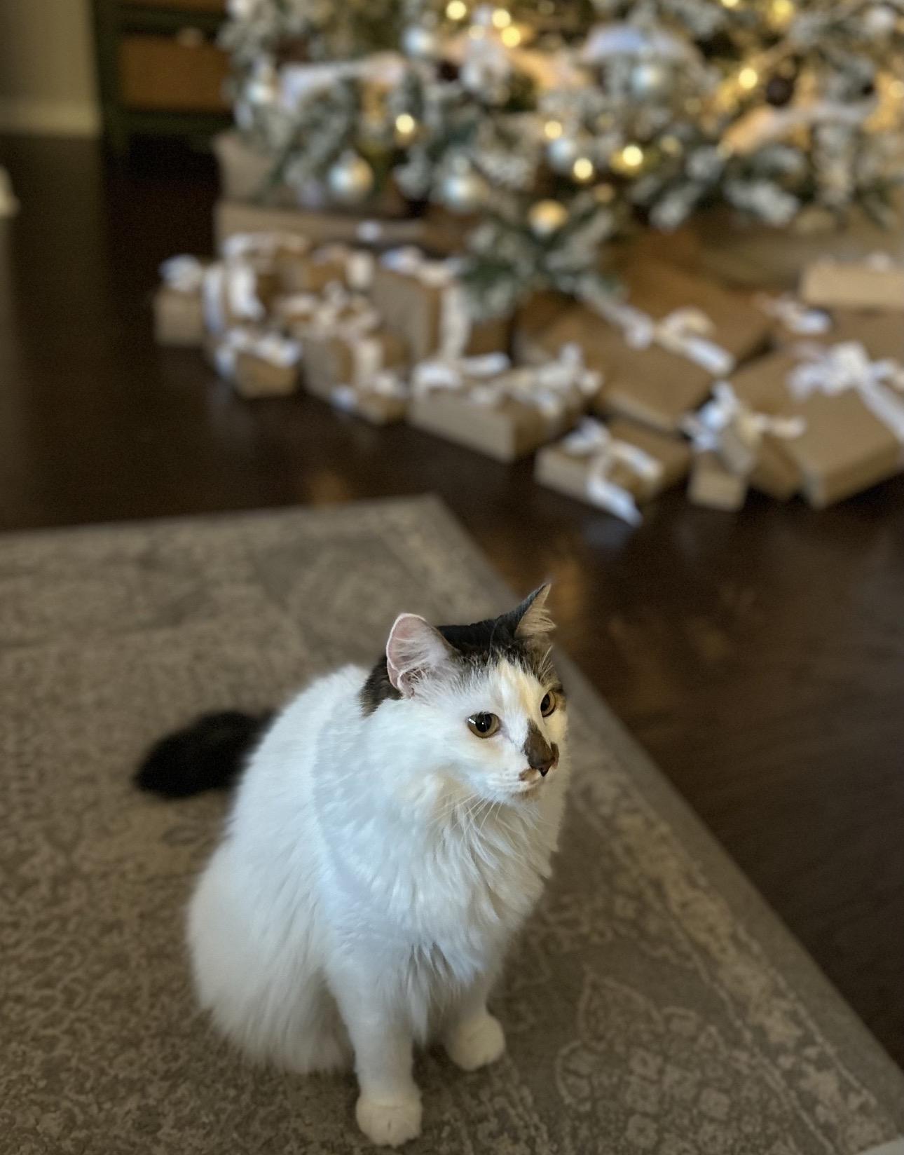 Enlarge Mila & Lia - bonded sisters looking for their forever, an adopted Domestic Medium Hair in Austin, TX image 1/6