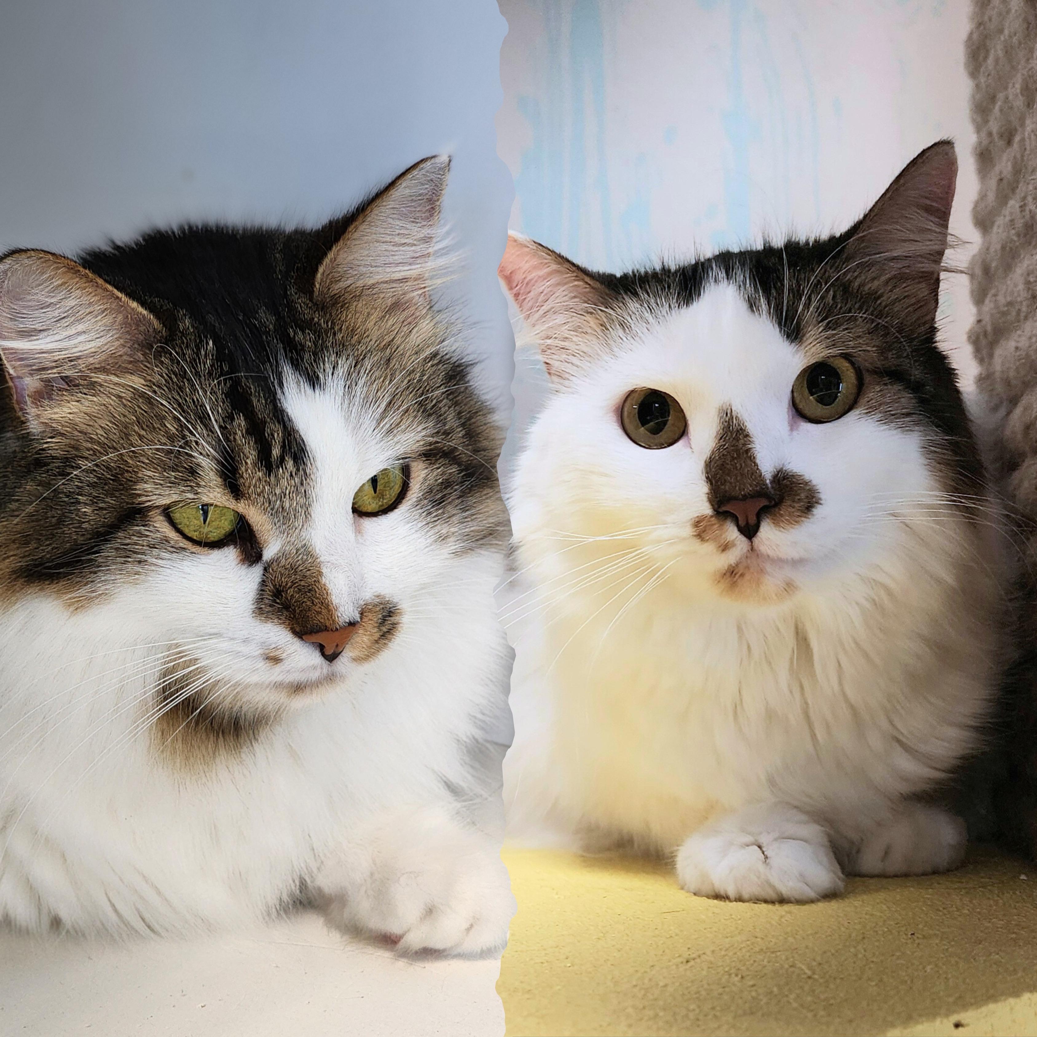 Enlarge Mila & Lia - bonded sisters looking for their forever, a Adoptable Domestic Medium Hair in Austin, TX image 2/6