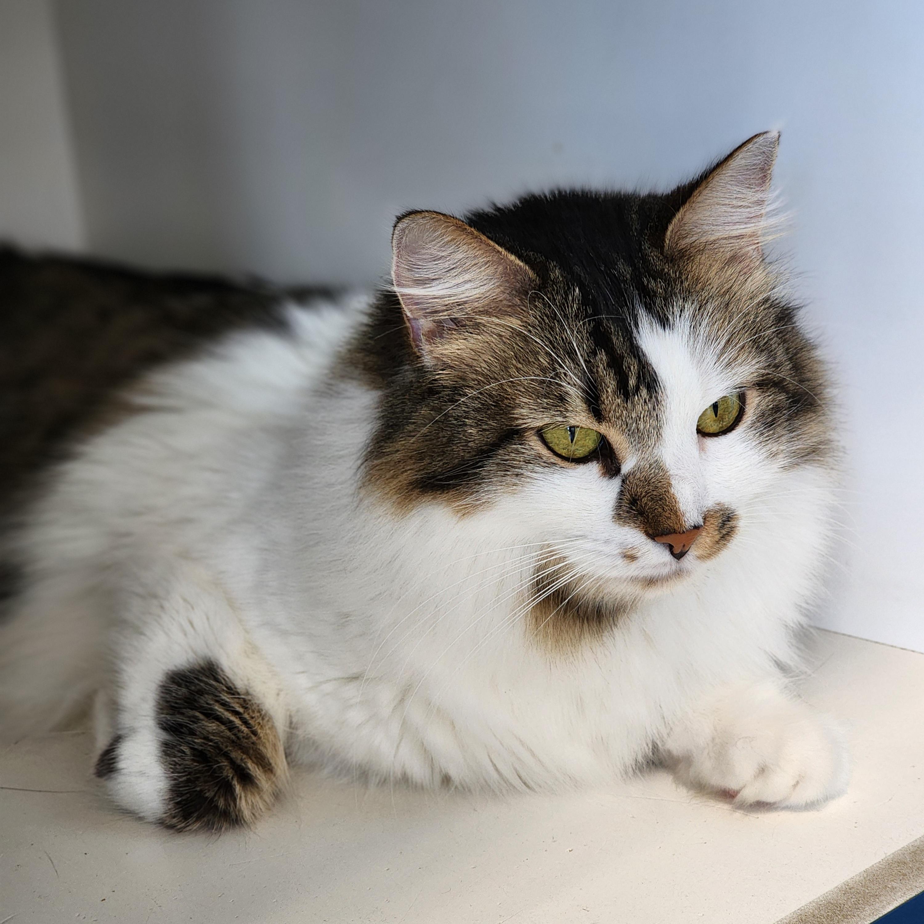 Enlarge Mila & Lia - bonded sisters looking for their forever, a Adoptable Domestic Medium Hair in Austin, TX image 6/6