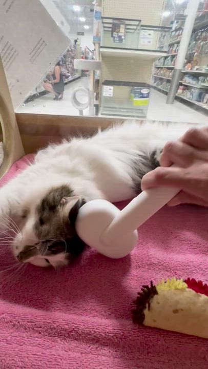 Enlarge Mila & Lia - bonded sisters looking for their forever, a Adoptable Domestic Medium Hair in Austin, TX video 4/6