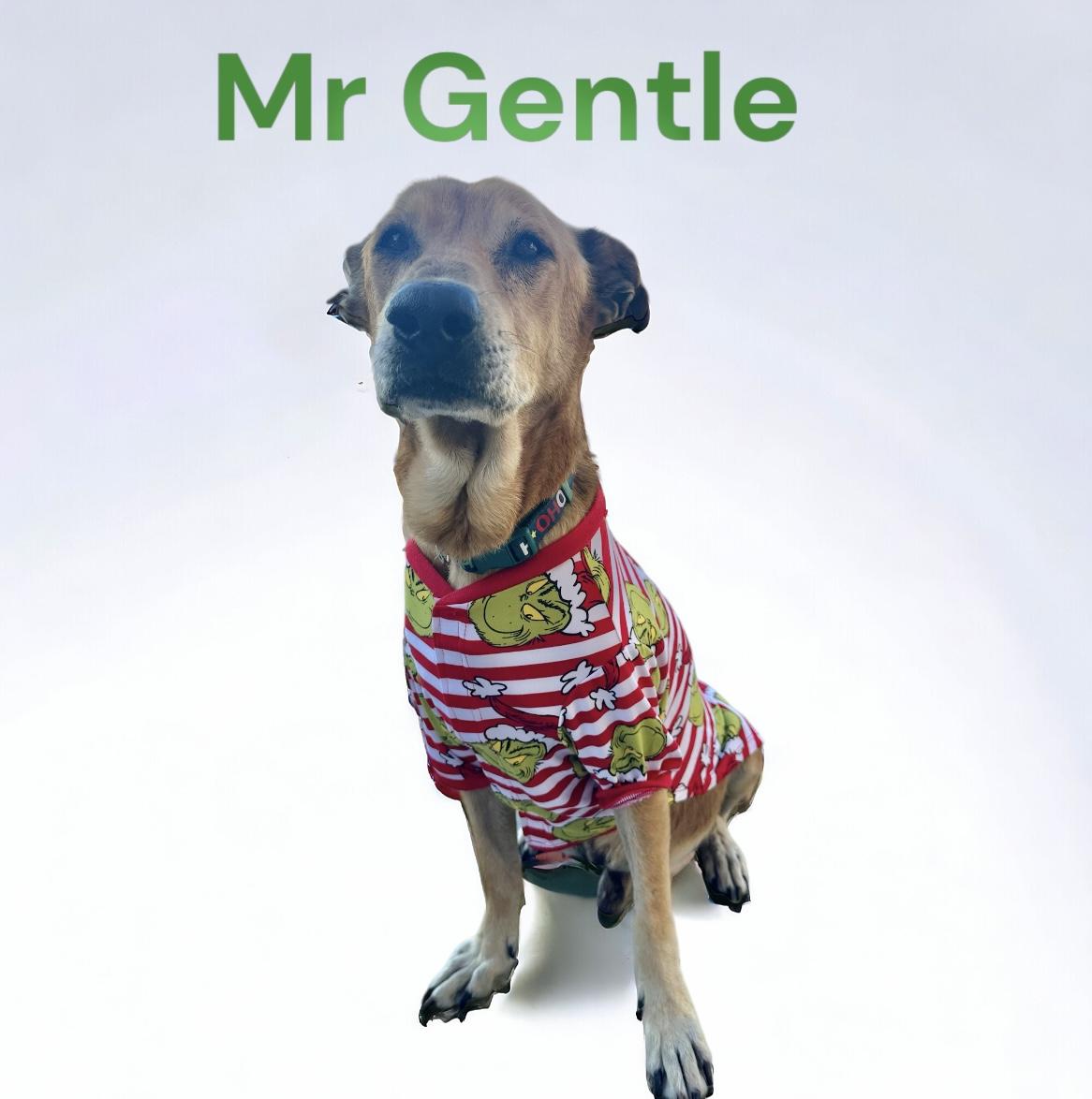 Enlarge Sam, a Adopted mixed breed in Dickinson, TX image 2/5