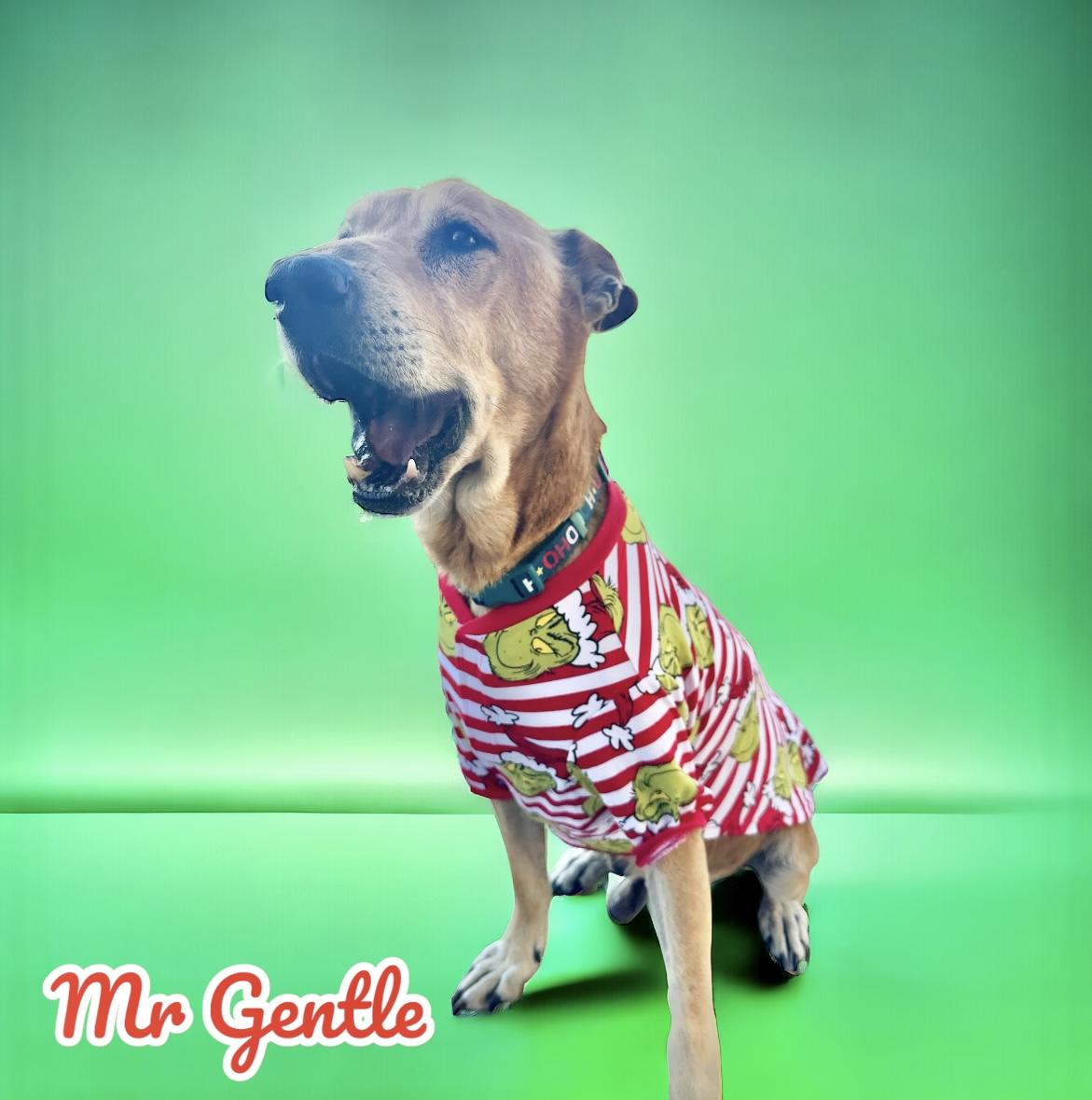 Enlarge Sam, a Adopted mixed breed in Dickinson, TX image 3/5