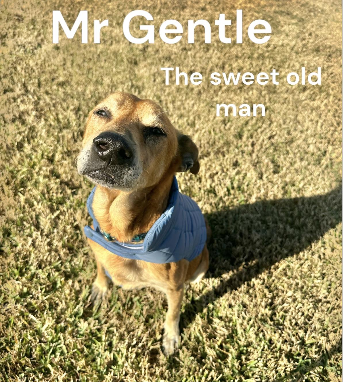 Enlarge Sam, a Adopted mixed breed in Dickinson, TX image 4/5