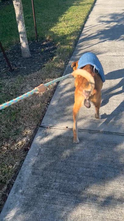 Enlarge Sam, a Adopted mixed breed in Dickinson, TX video 5/5