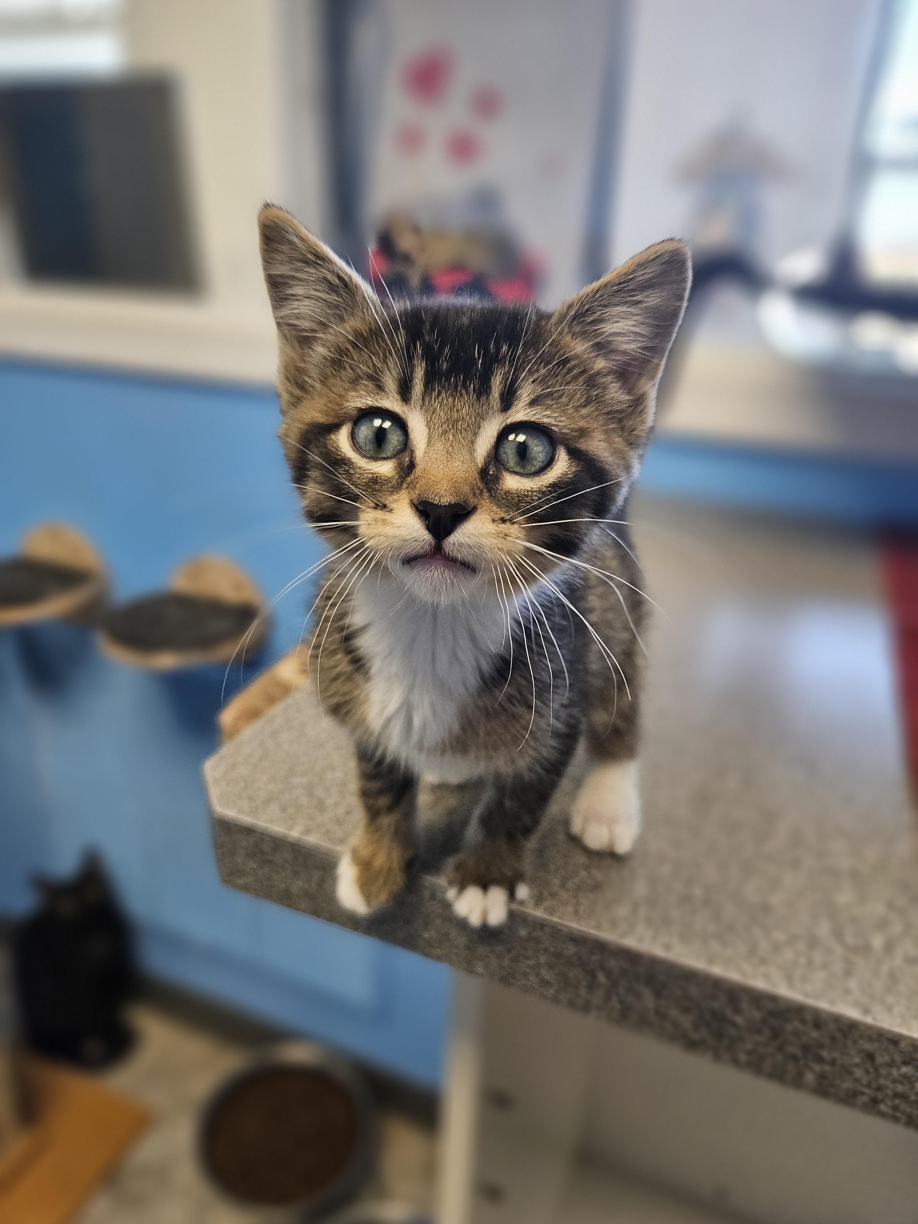 Blanco, an adoptable Domestic Short Hair in Polson, MT, 59860 | Photo Image 1