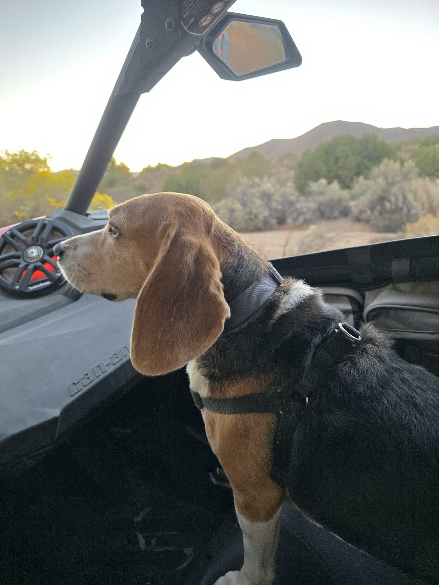 Bailey, an adopted Beagle in San Ysidro, CA image 4/6