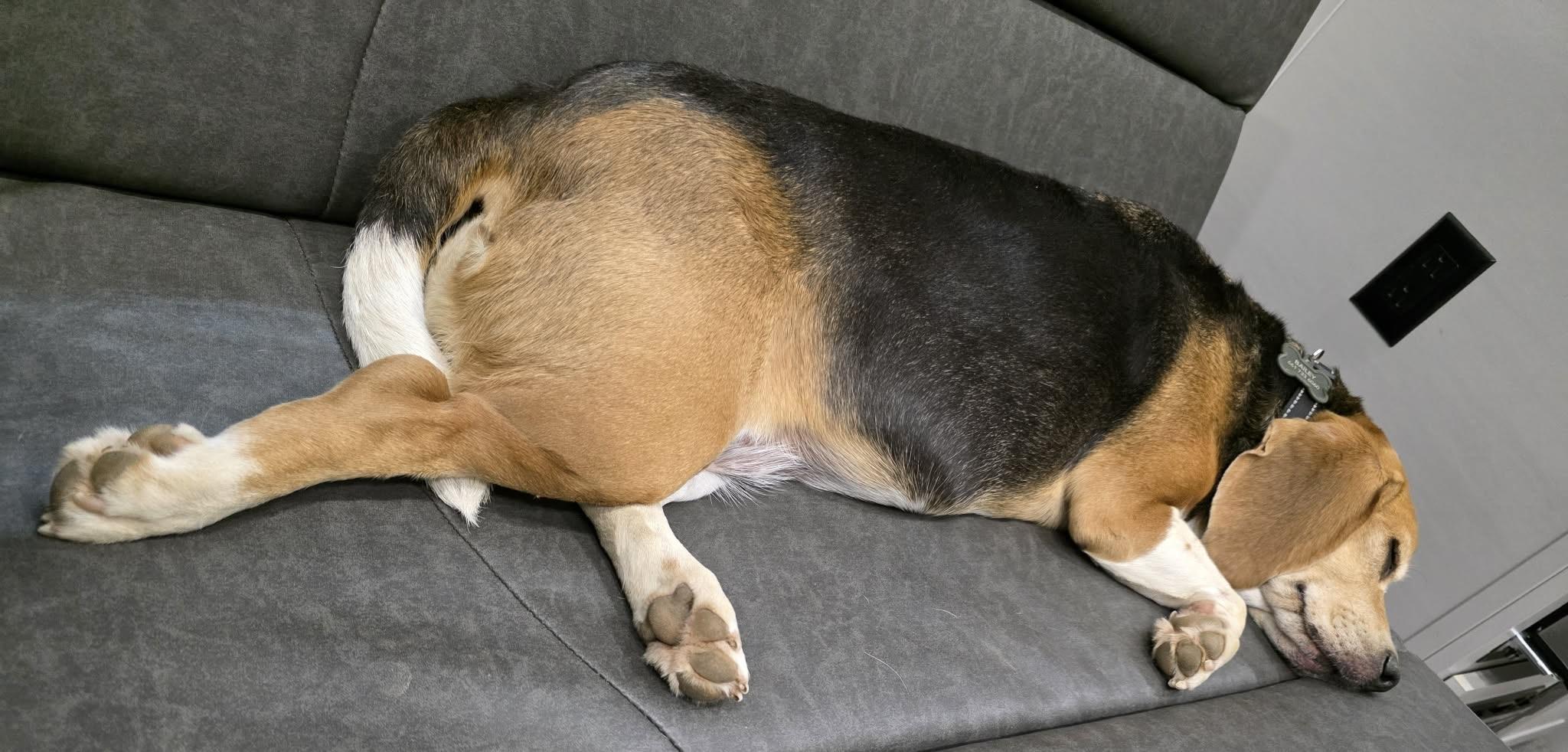 Bailey, an adopted Beagle in San Ysidro, CA image 3/6
