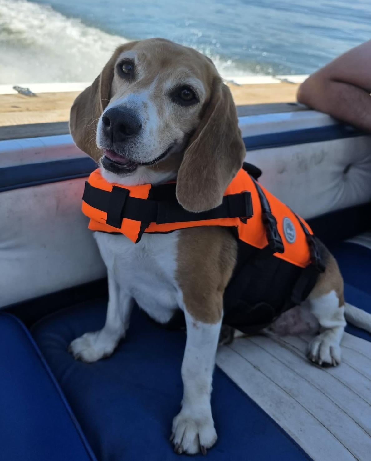 Bailey, an adopted Beagle in San Ysidro, CA image 5/6