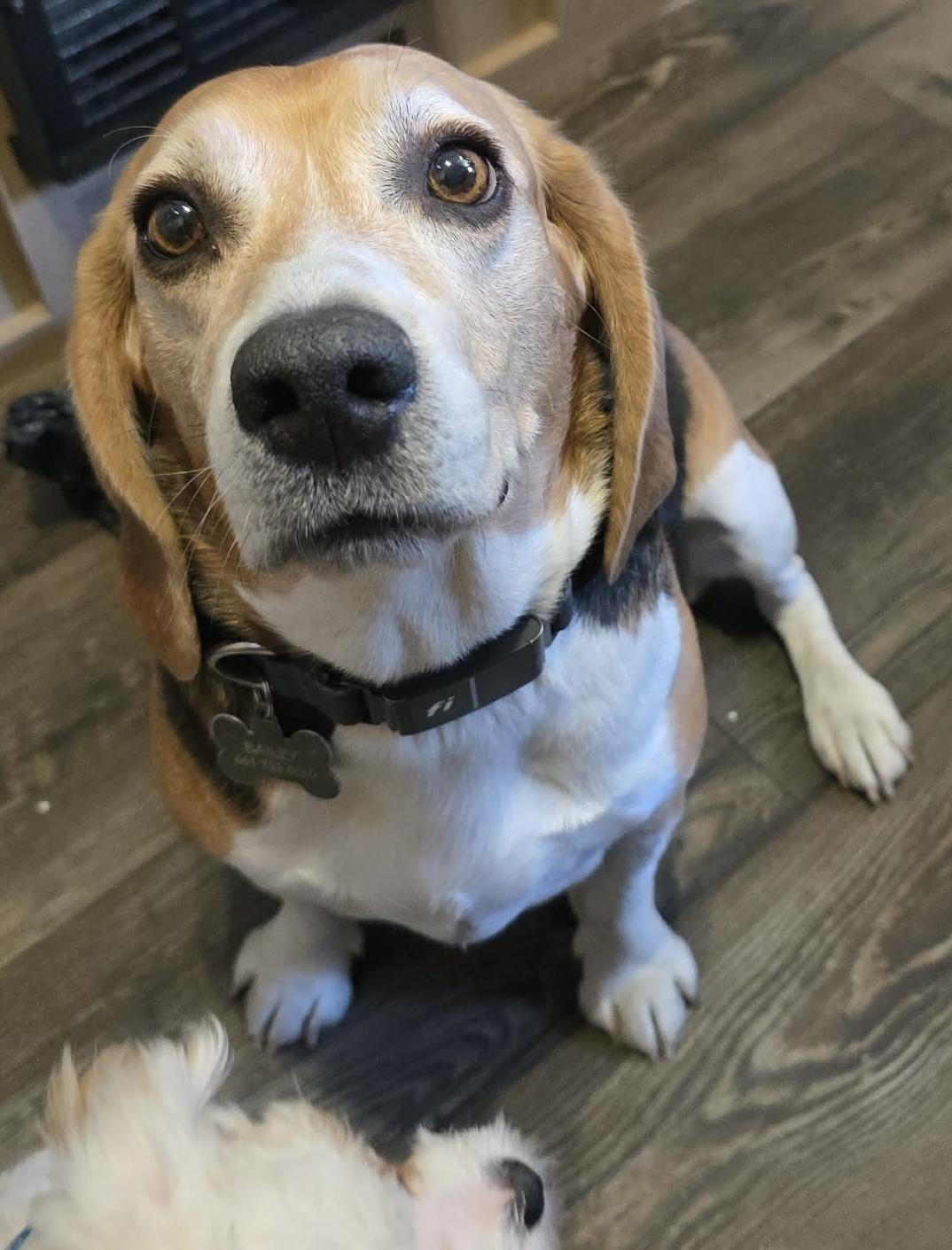 Bailey, an adopted Beagle in San Ysidro, CA image 2/6