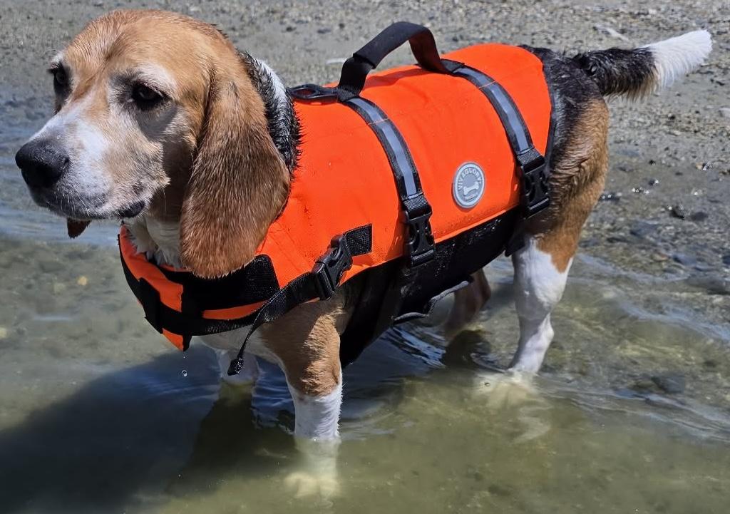 Bailey, an adopted Beagle in San Ysidro, CA image 6/6