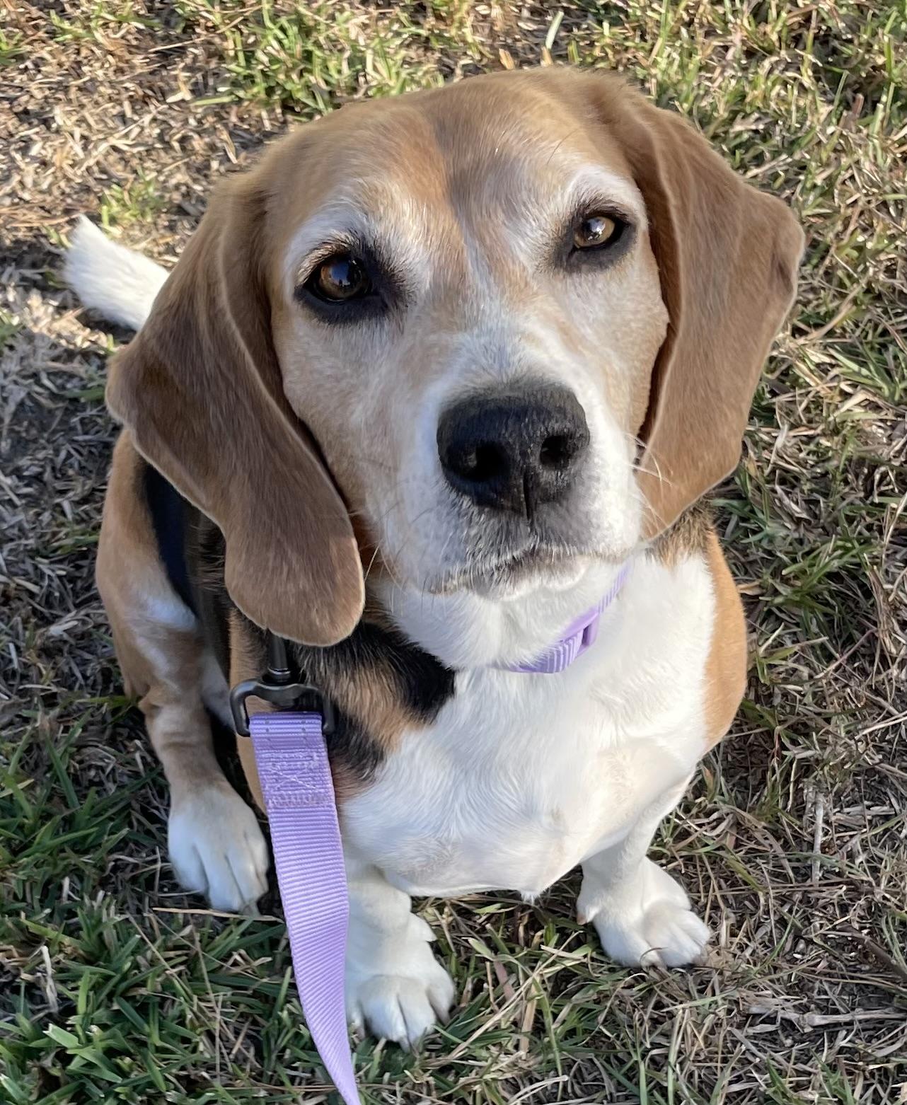 Bailey, adopted, Adult Female Beagle.