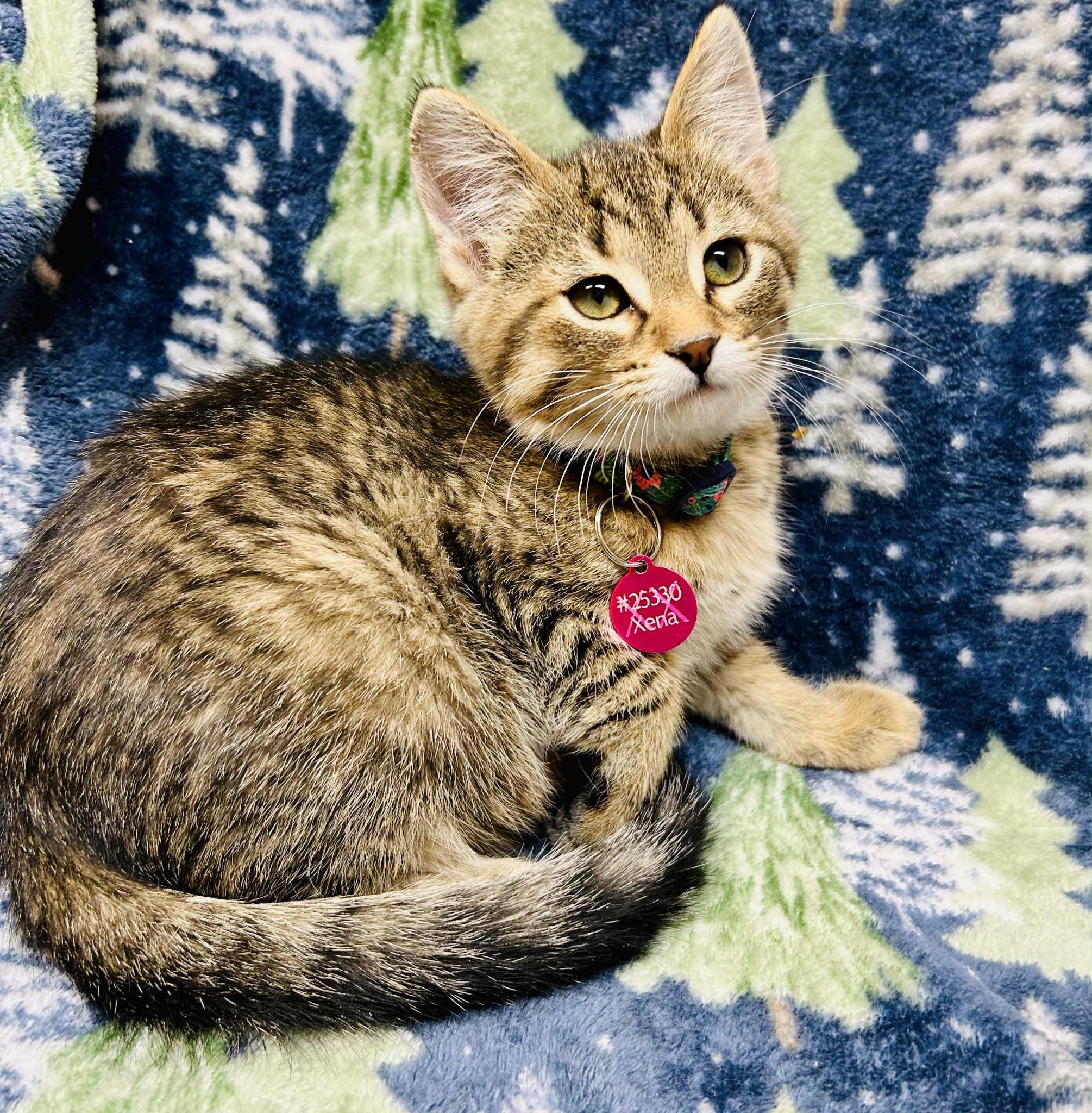 Enlarge Dancer, a ADOPTABLE Domestic Short Hair in Alexandria, MN image 3/3