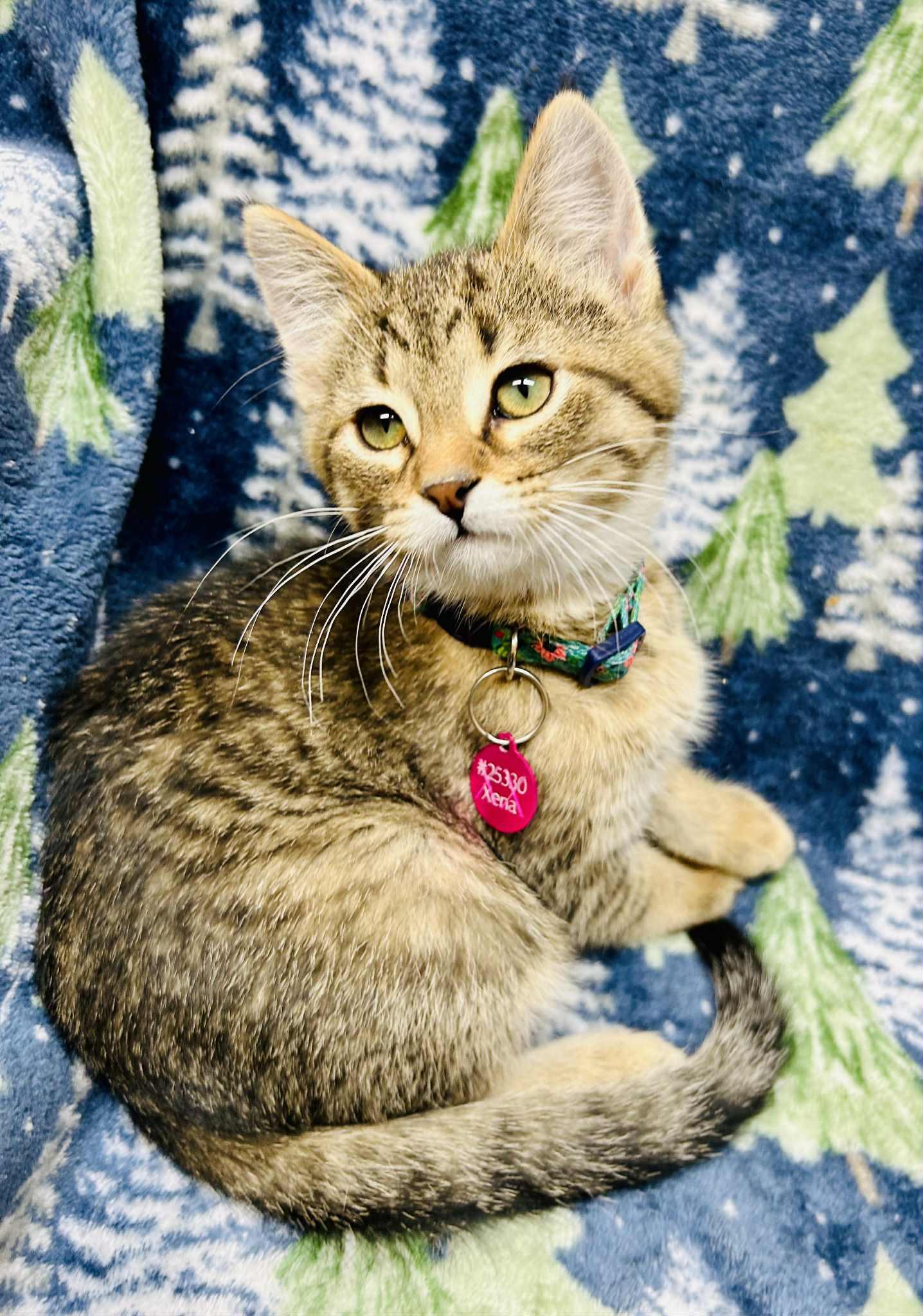 Enlarge Dancer, a ADOPTABLE Domestic Short Hair in Alexandria, MN image 2/3