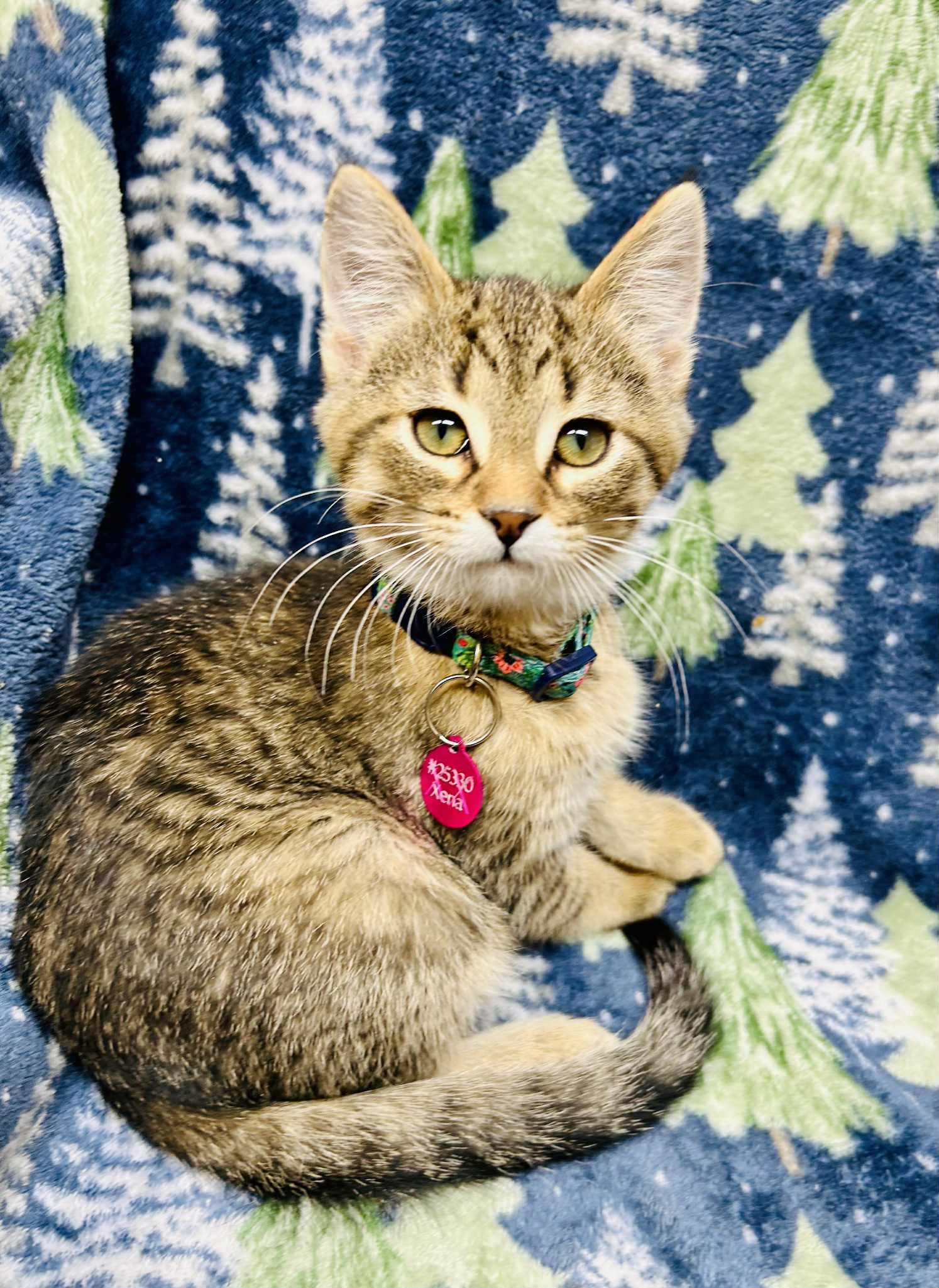 Dancer, ADOPTABLE, Young Female Domestic Short Hair.