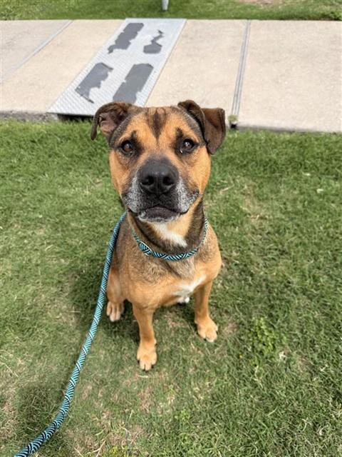 GRIZZLY BEAR, Adoptable, Adult Male Staffordshire Bull Terrier & Pit Bull Terrier.