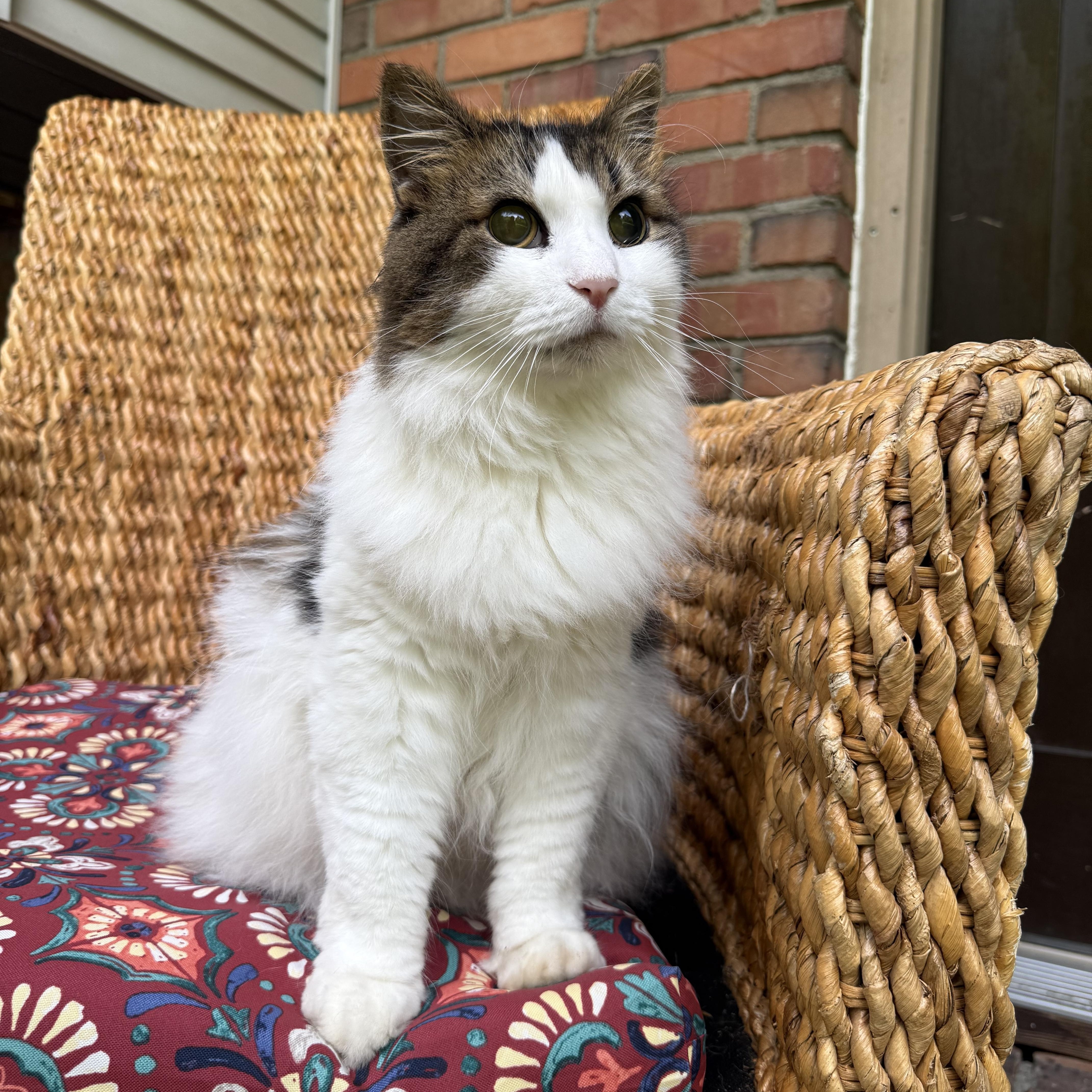 Stella, ADOPTABLE, Adult Female Domestic Long Hair.