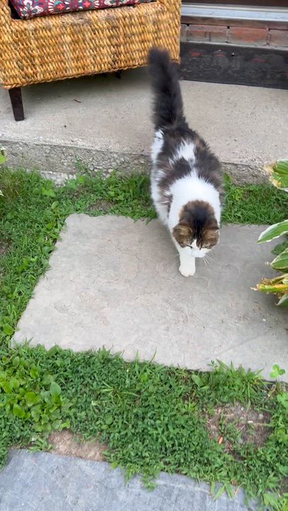 Enlarge Stella, a ADOPTABLE mixed breed in Pleasant Valley, NY video 3/6