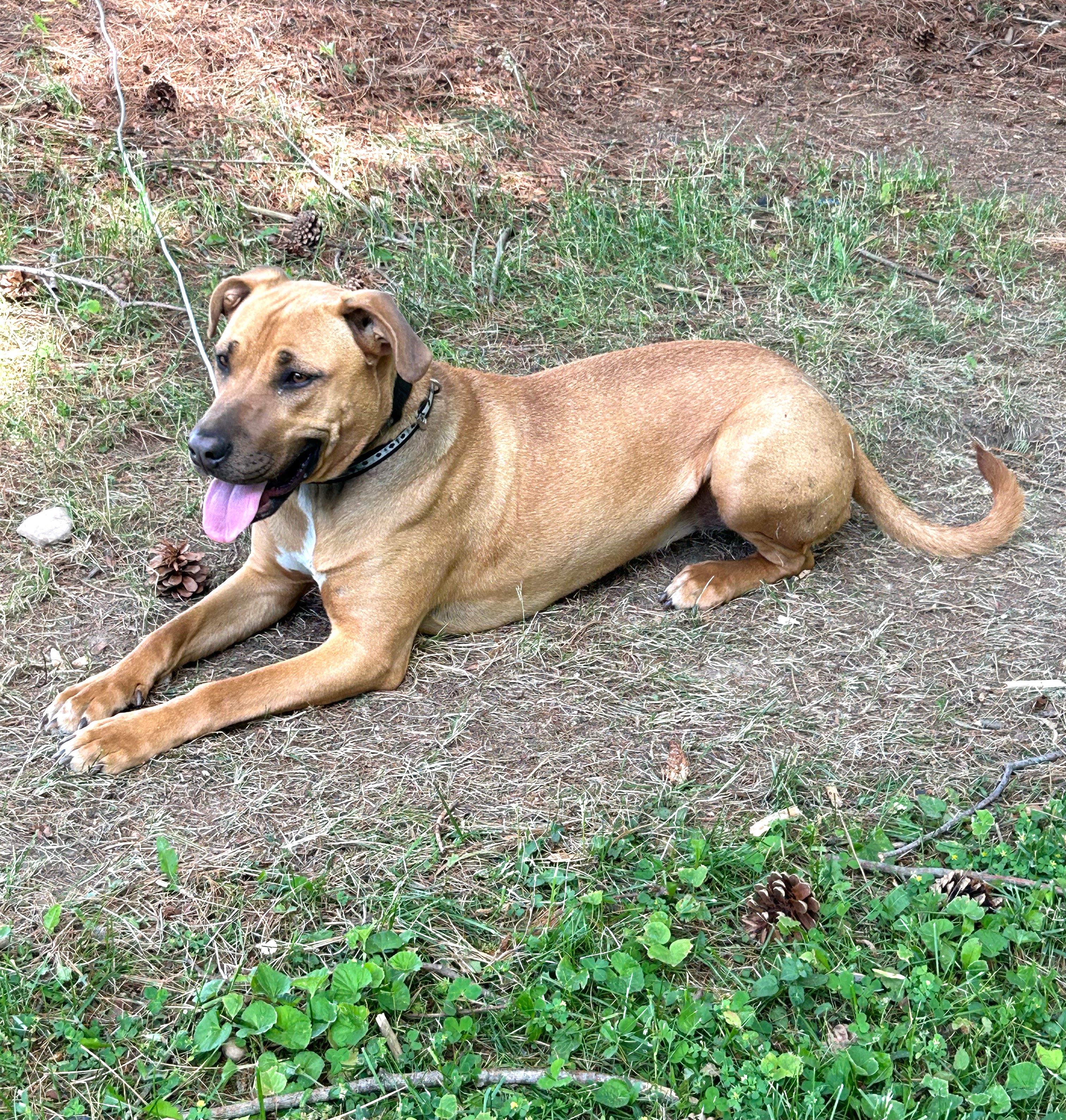 Bailey (sweet girl!), Adoptable, Young Female Shepherd & Hound.