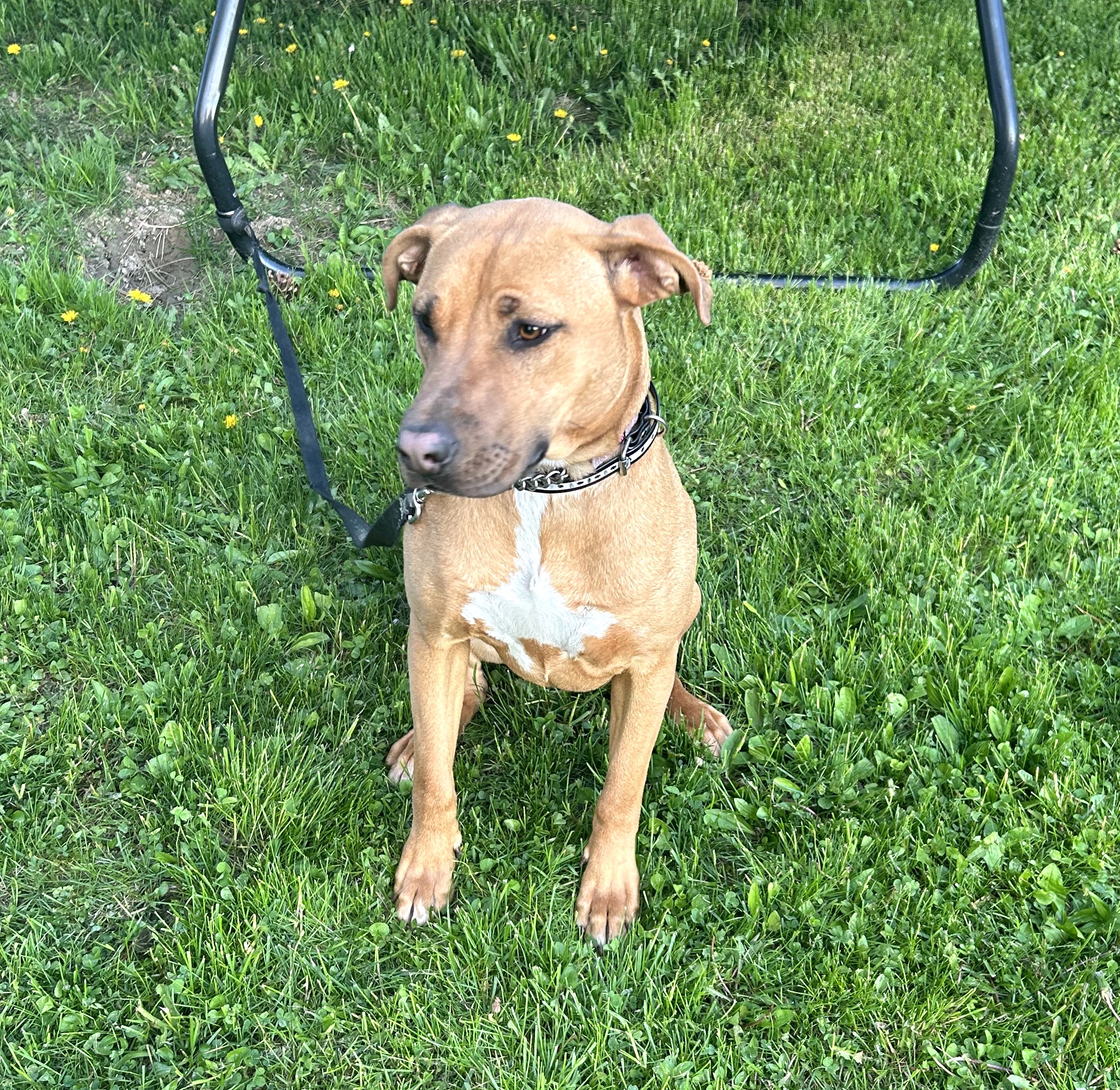 Bailey (sweet girl!), Adoptable, Young Female Shepherd & Hound.