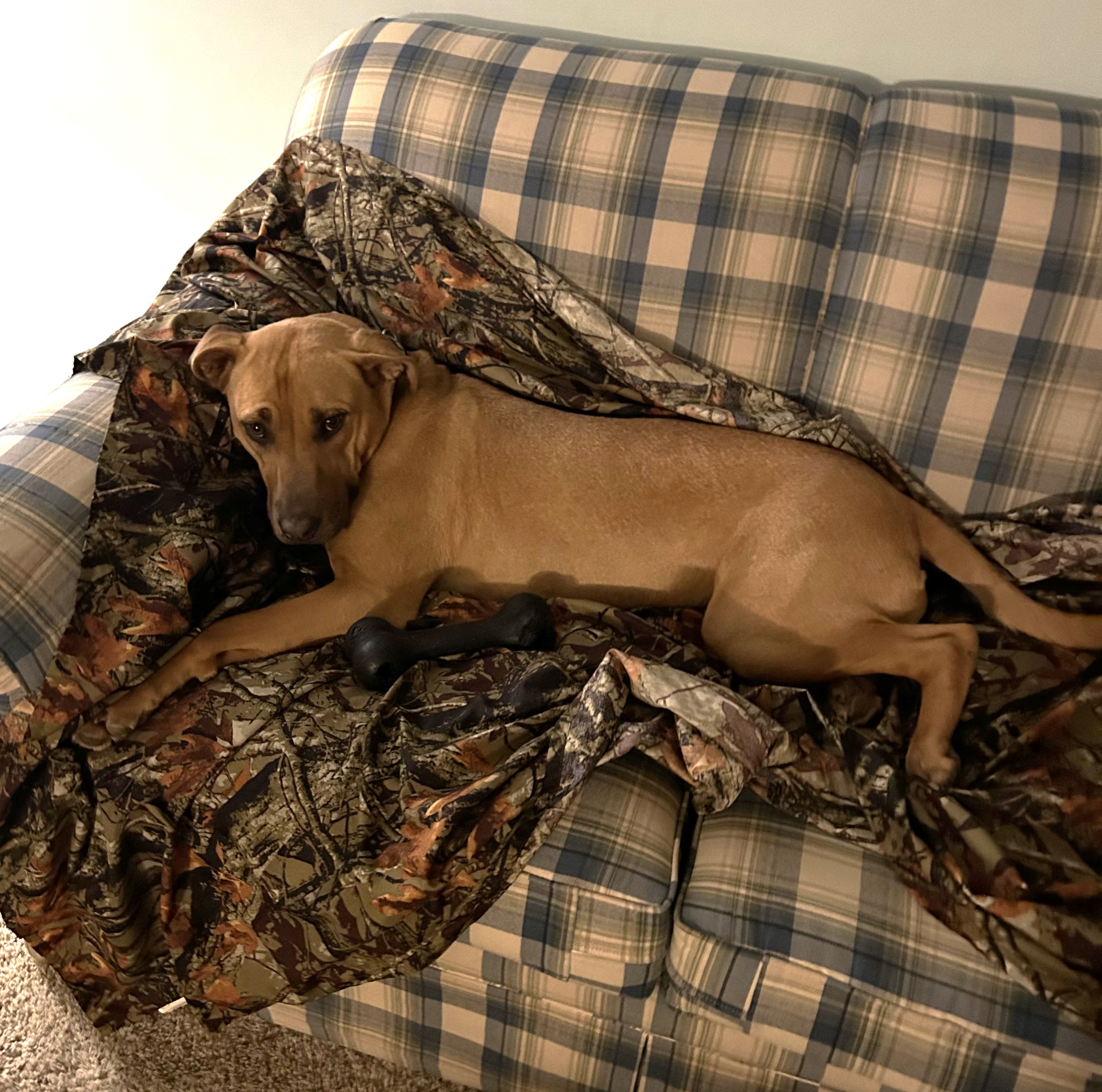 Bailey (sweet girl!), a Adoptable mixed breed in Ithaca, NY image 3/5