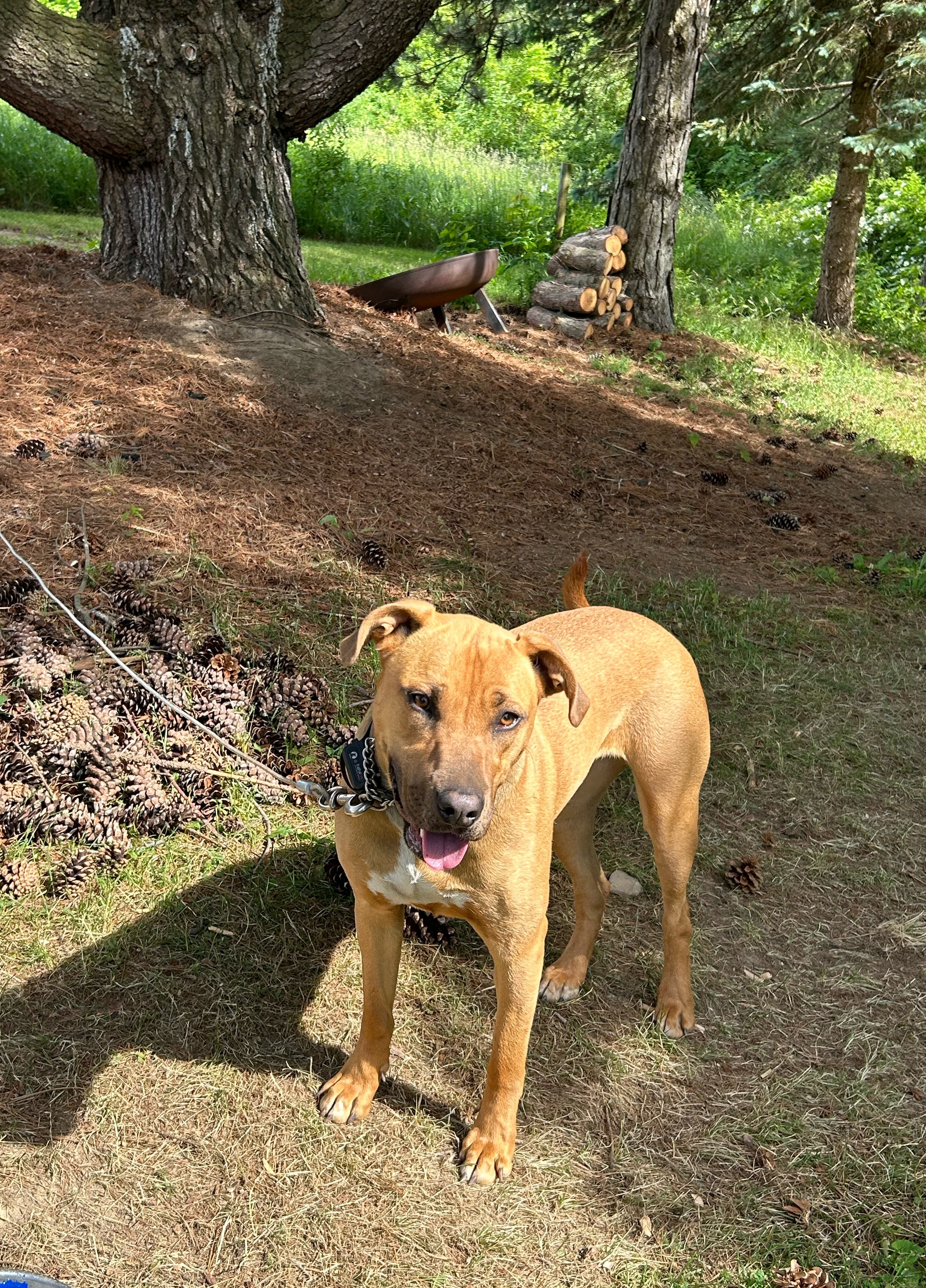 Bailey (sweet girl!), a Adoptable mixed breed in Ithaca, NY image 4/5