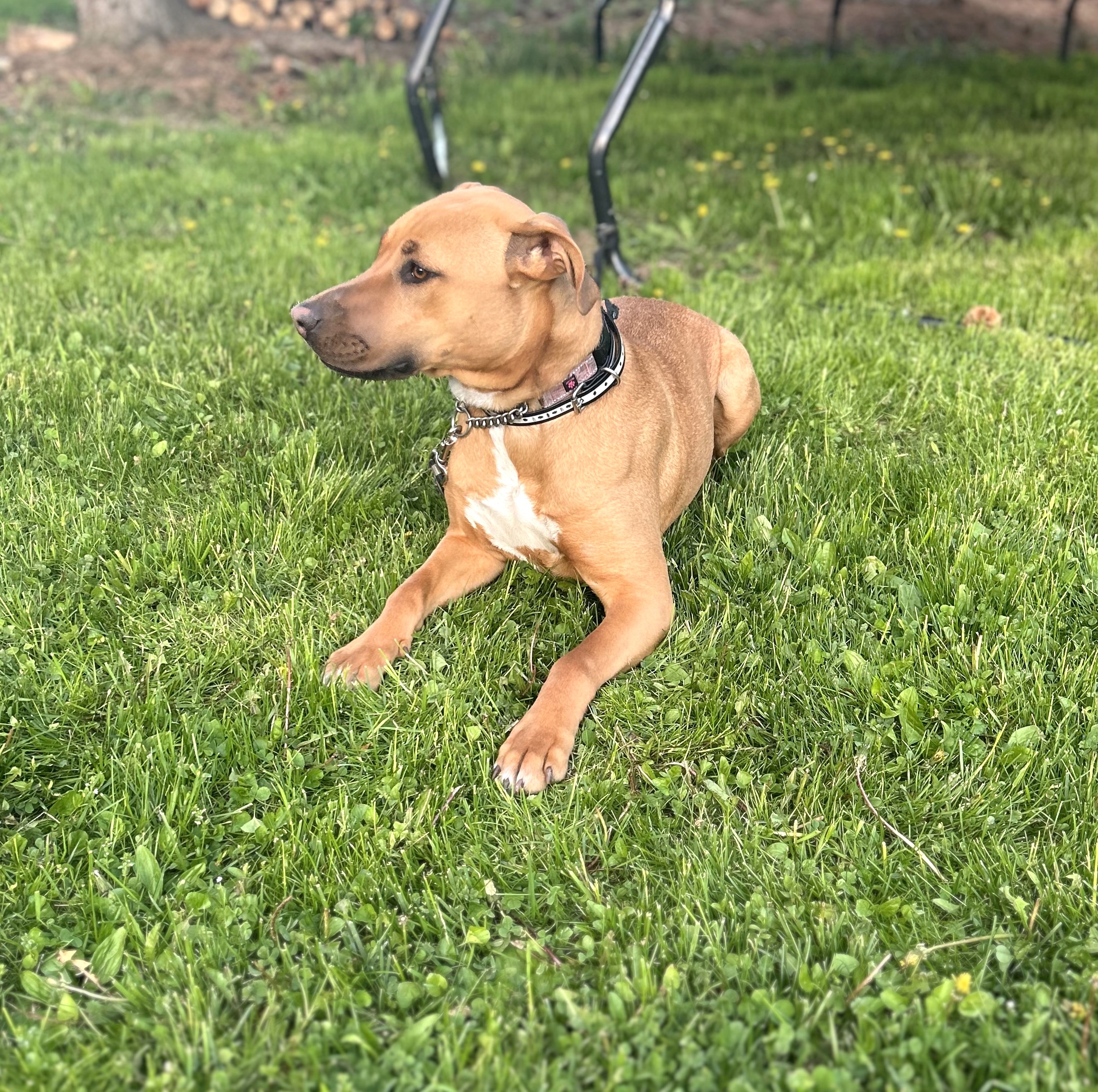 Bailey (sweet girl!), a Adoptable mixed breed in Ithaca, NY image 5/5