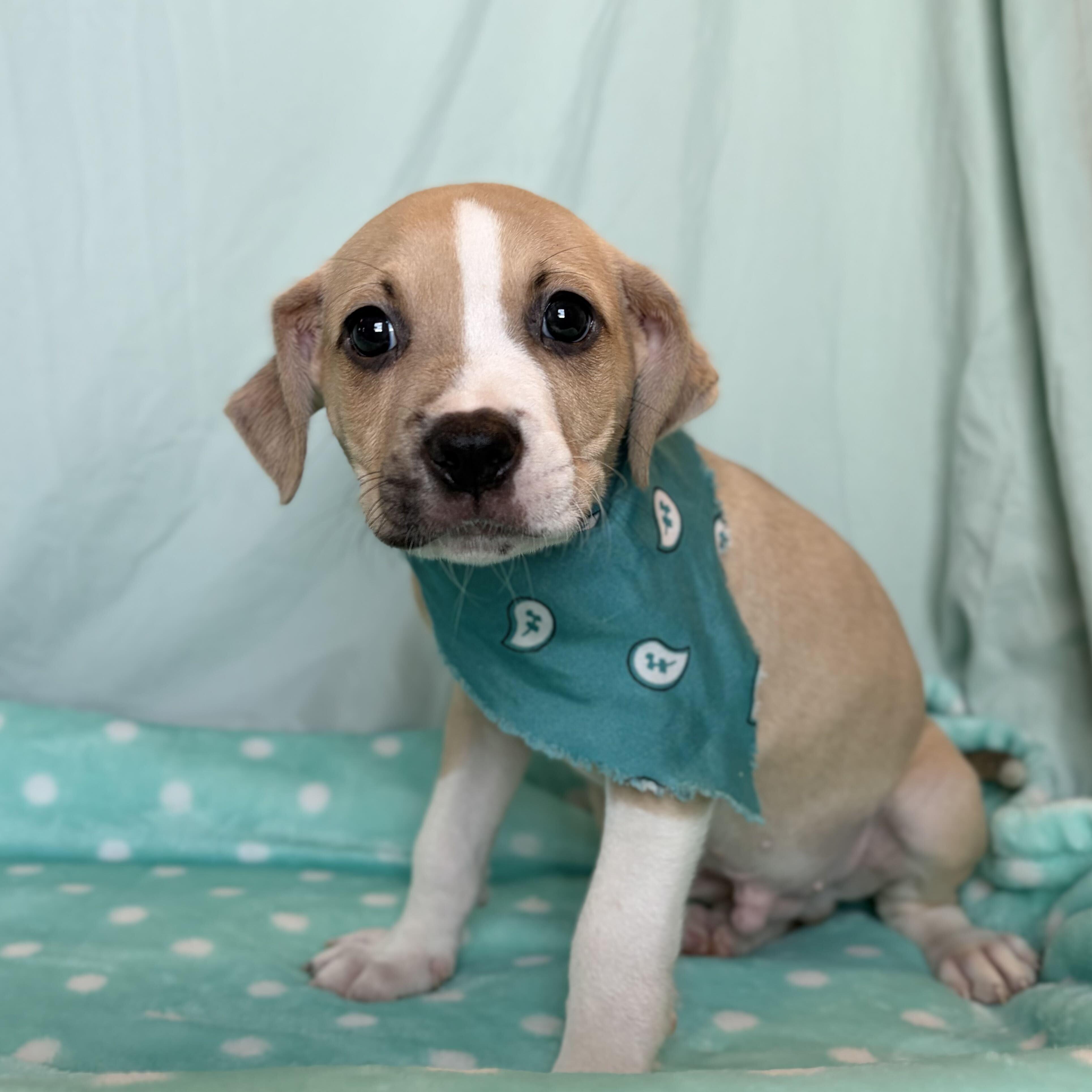 Nyx, adoptable, Puppy Male Mixed Breed.