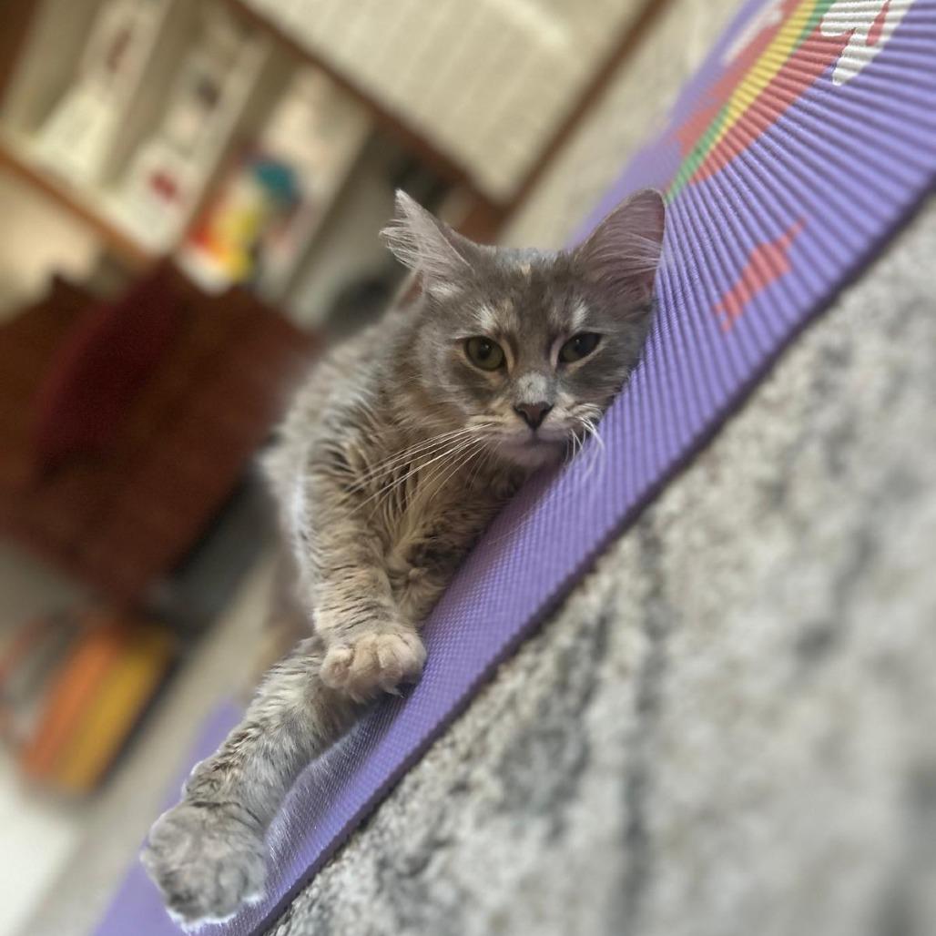 Enlarge Starry, an adopted Domestic Long Hair in Evanston, IL image 1/1