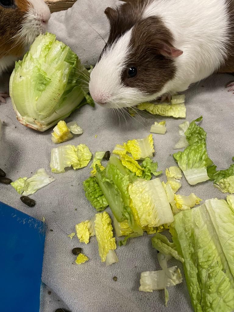 muddy, ADOPTABLE, Adult Male Guinea Pig.