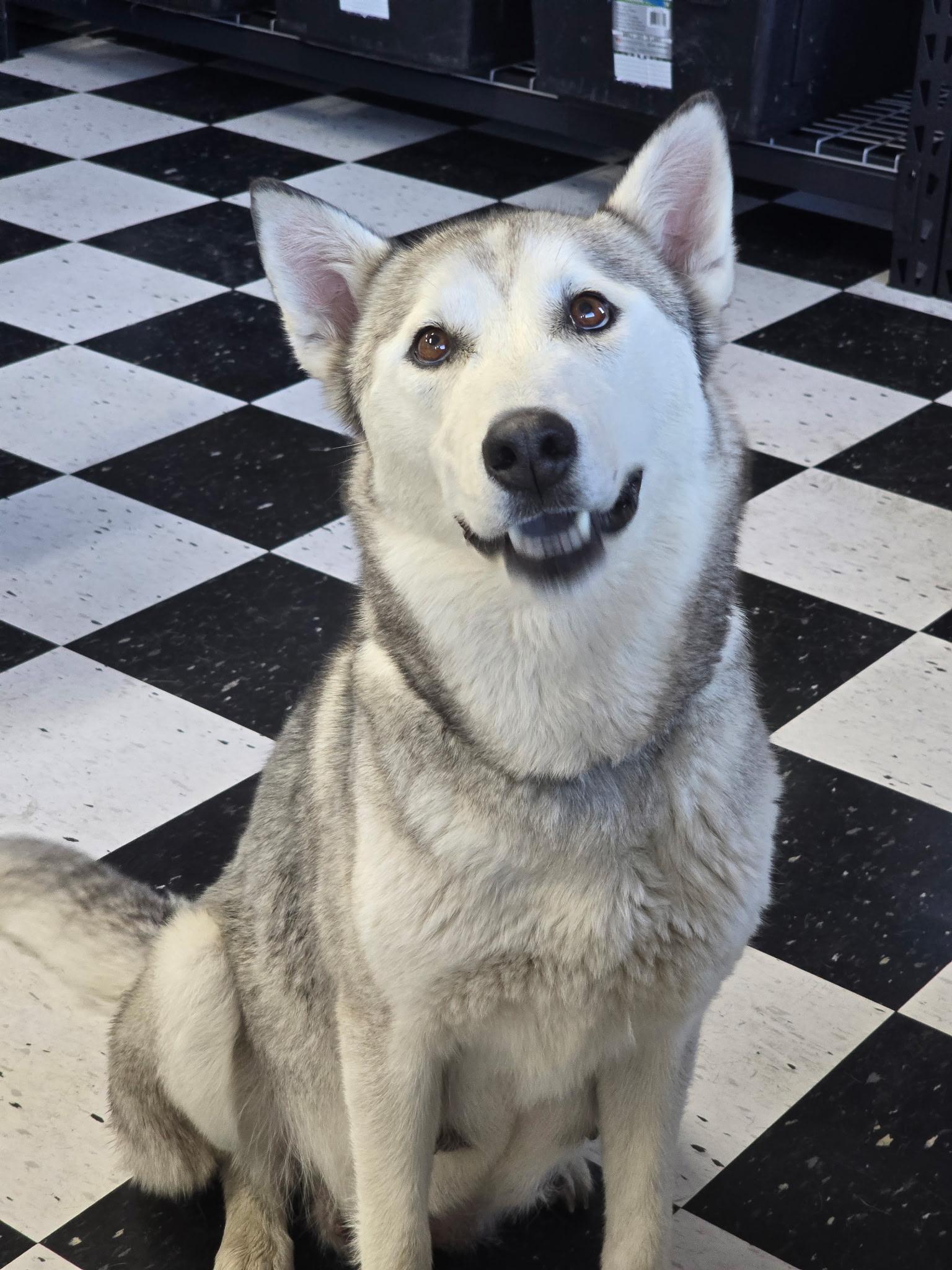 Roxy, a Adoptable mixed breed in Pocatello, ID image 2/5