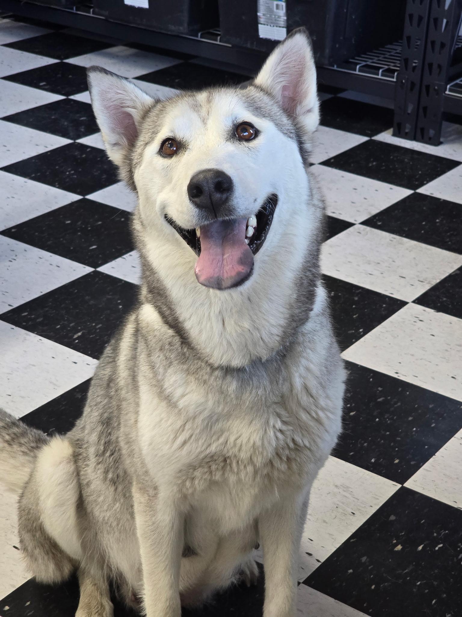 Roxy, Adoptable, Adult Female Husky.