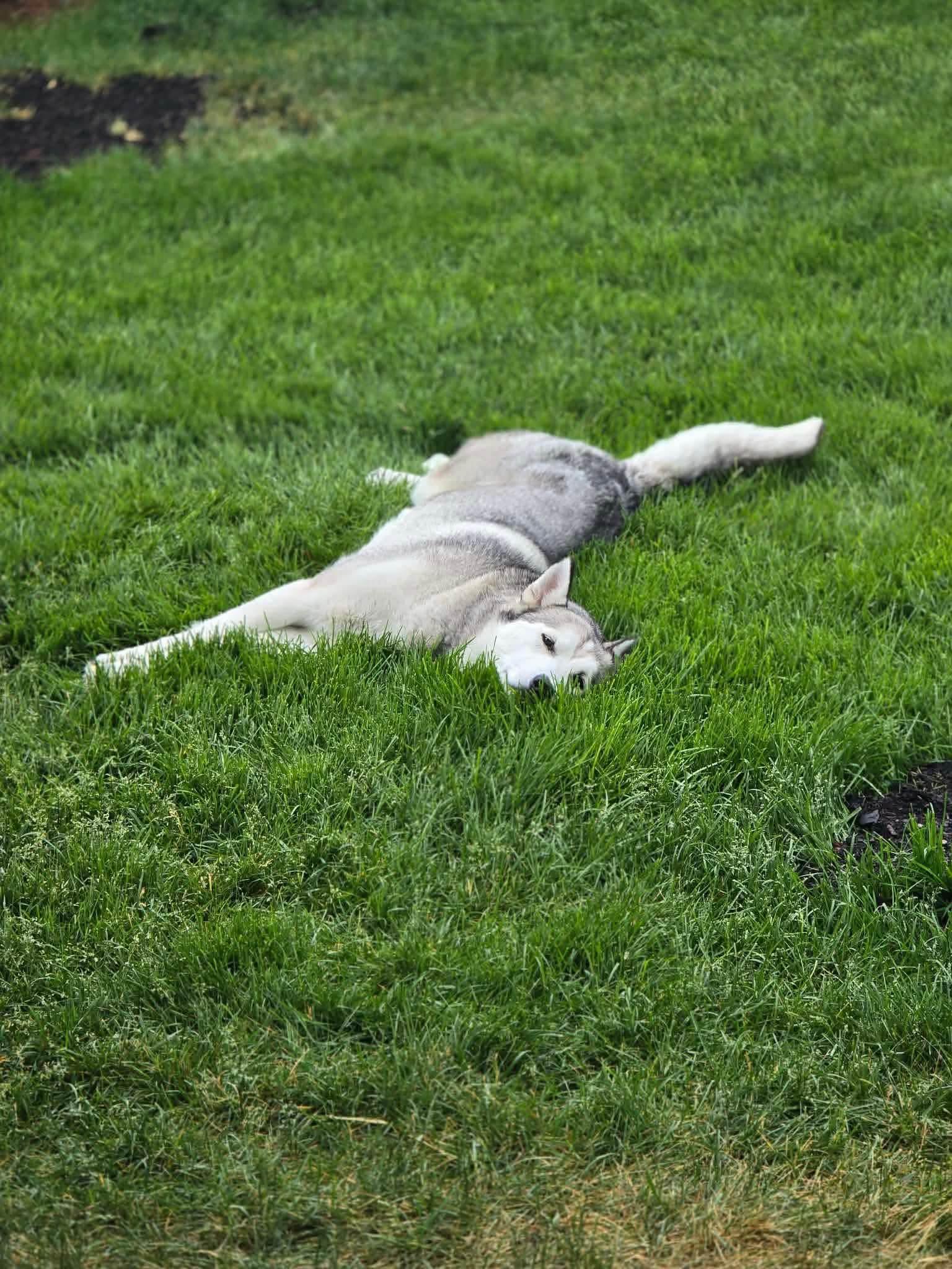 Roxy, Adoptable, Adult Female Husky.