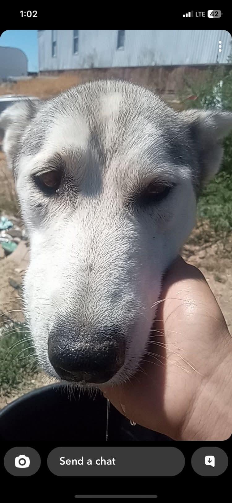 Roxy, a Adoptable mixed breed in Pocatello, ID image 4/5