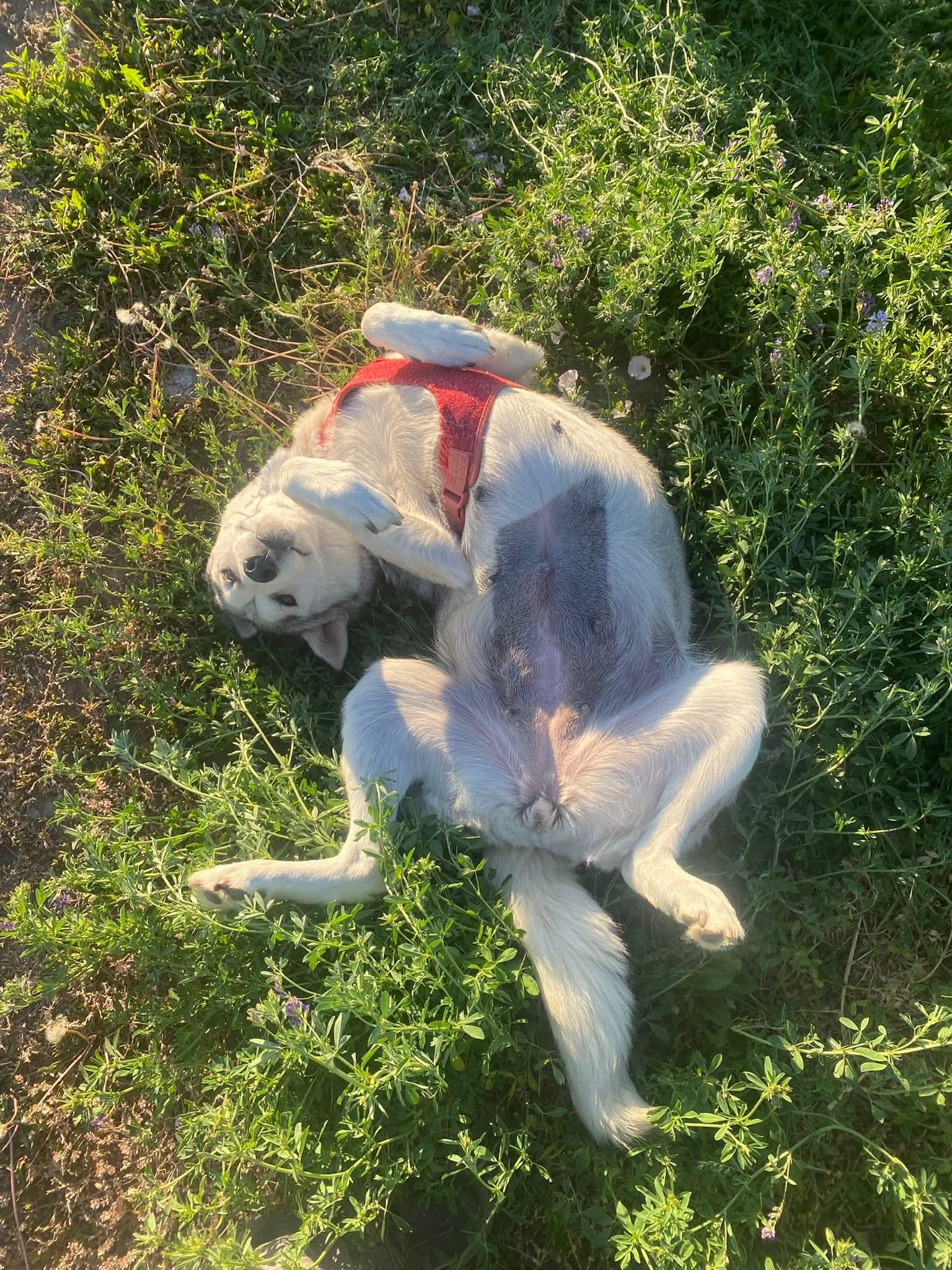Roxy, a Adoptable mixed breed in Pocatello, ID image 3/5