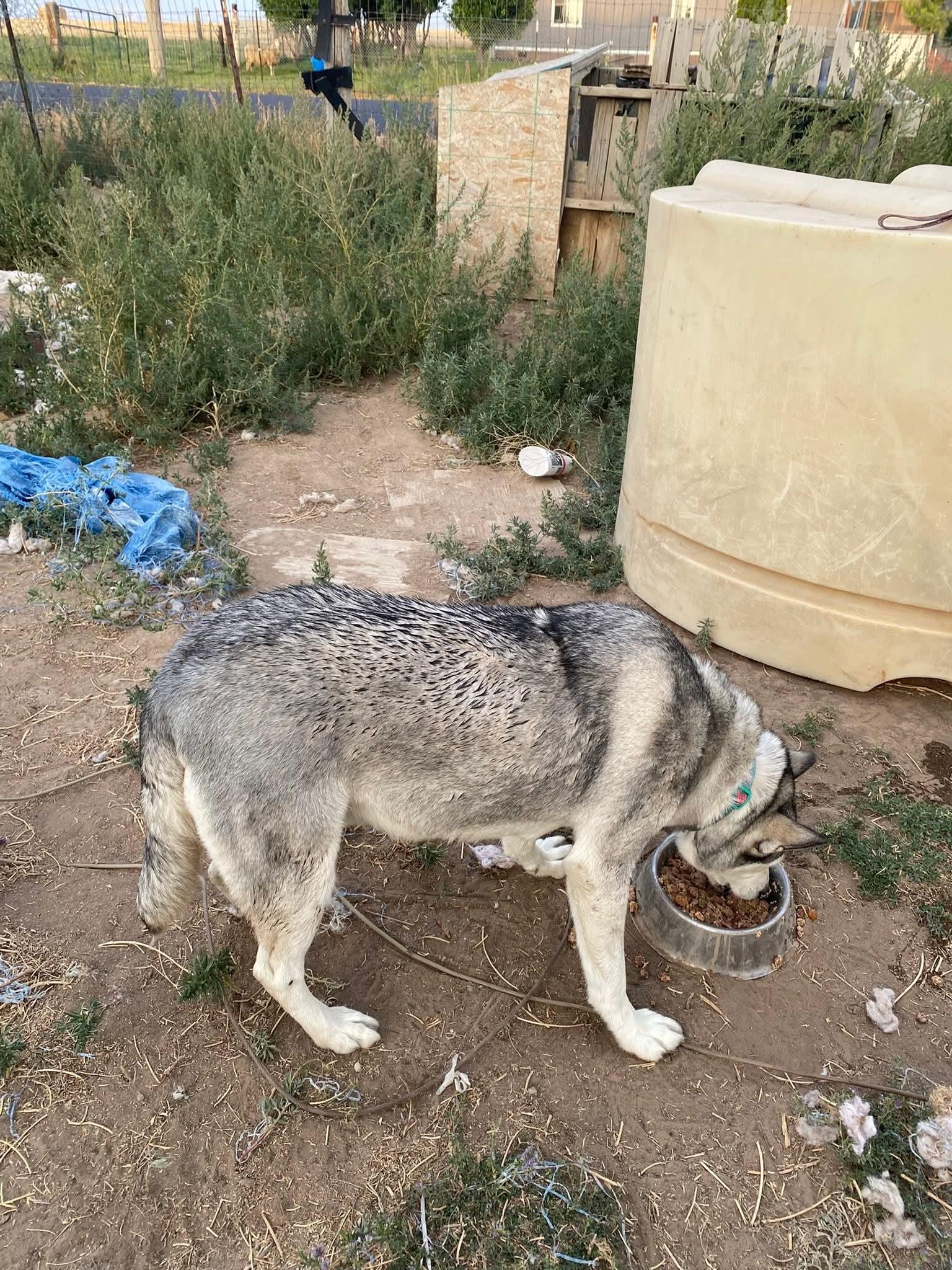 Roxy, an adoptable Husky in Pocatello, ID, 83201 | Photo Image 5
